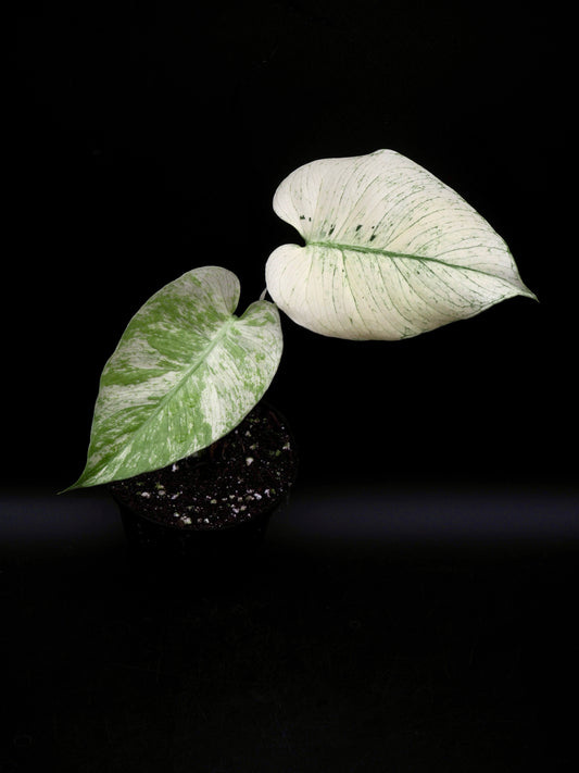 Monstera Deliciosa White Monster