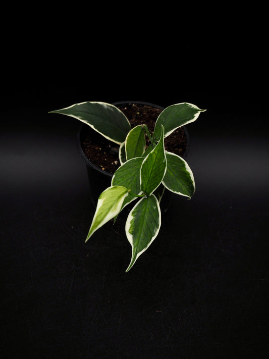 Hoya Polyneura Variegata