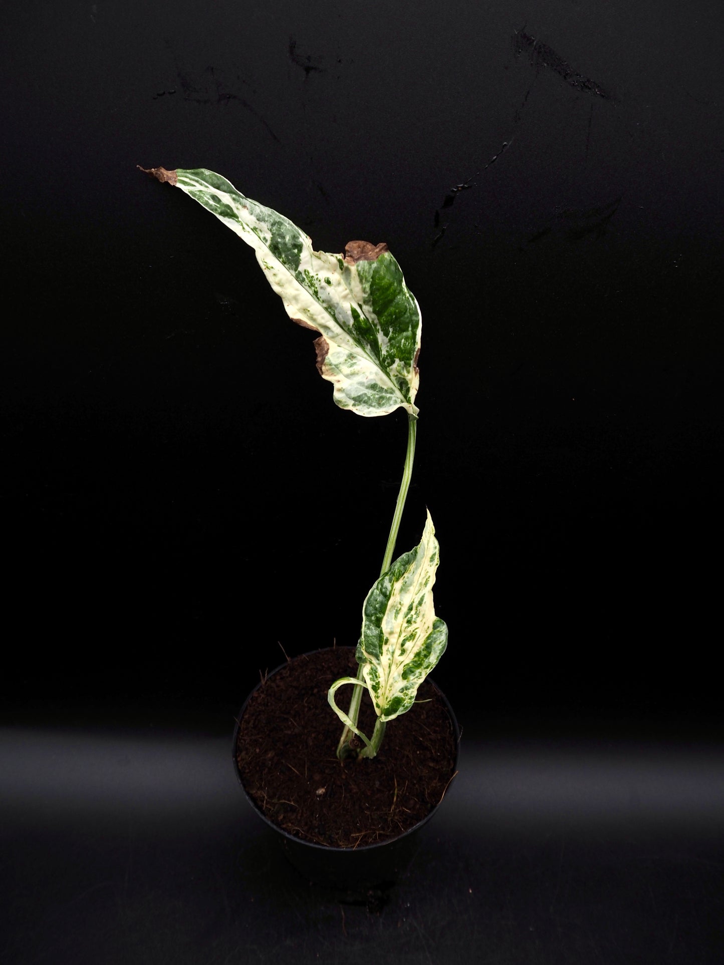 Amydrium variégata