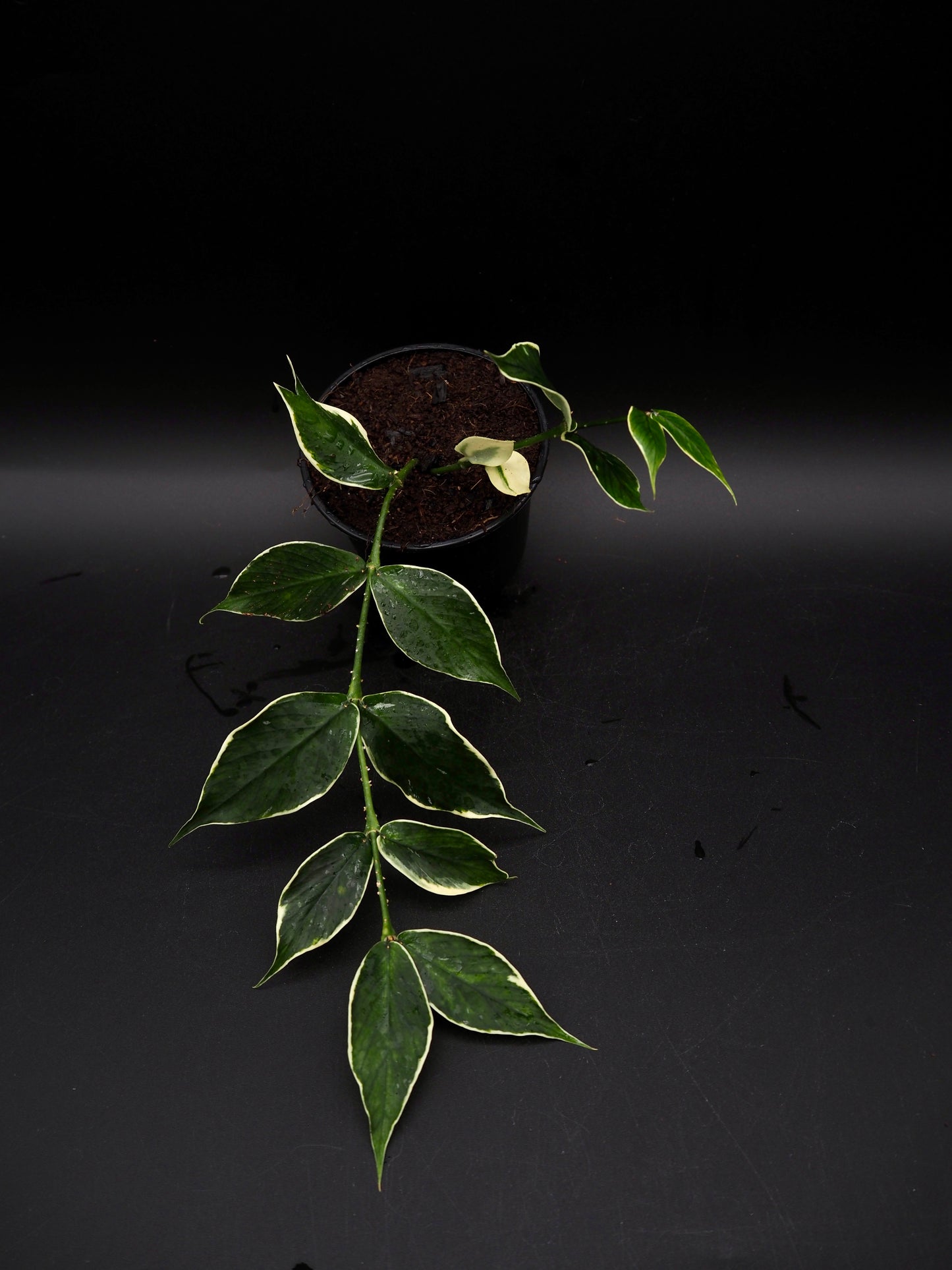 Hoya Polyneura Variegata