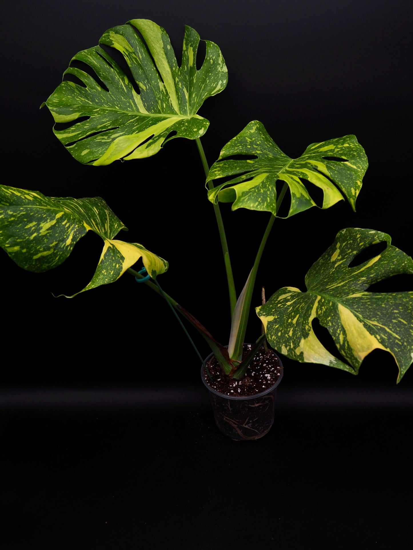 Monstera Deliciosa Electrolyte