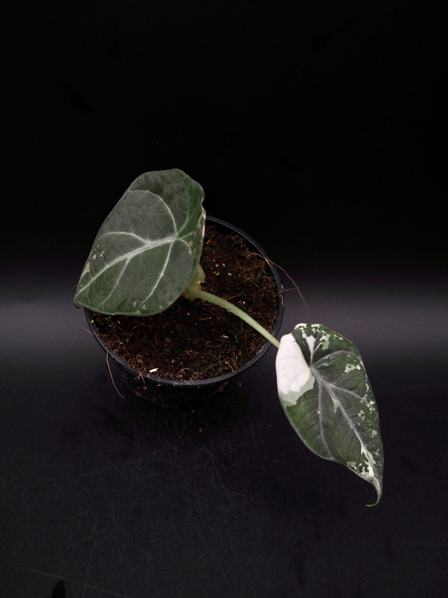 Alocasia Maharani Albo Variegata