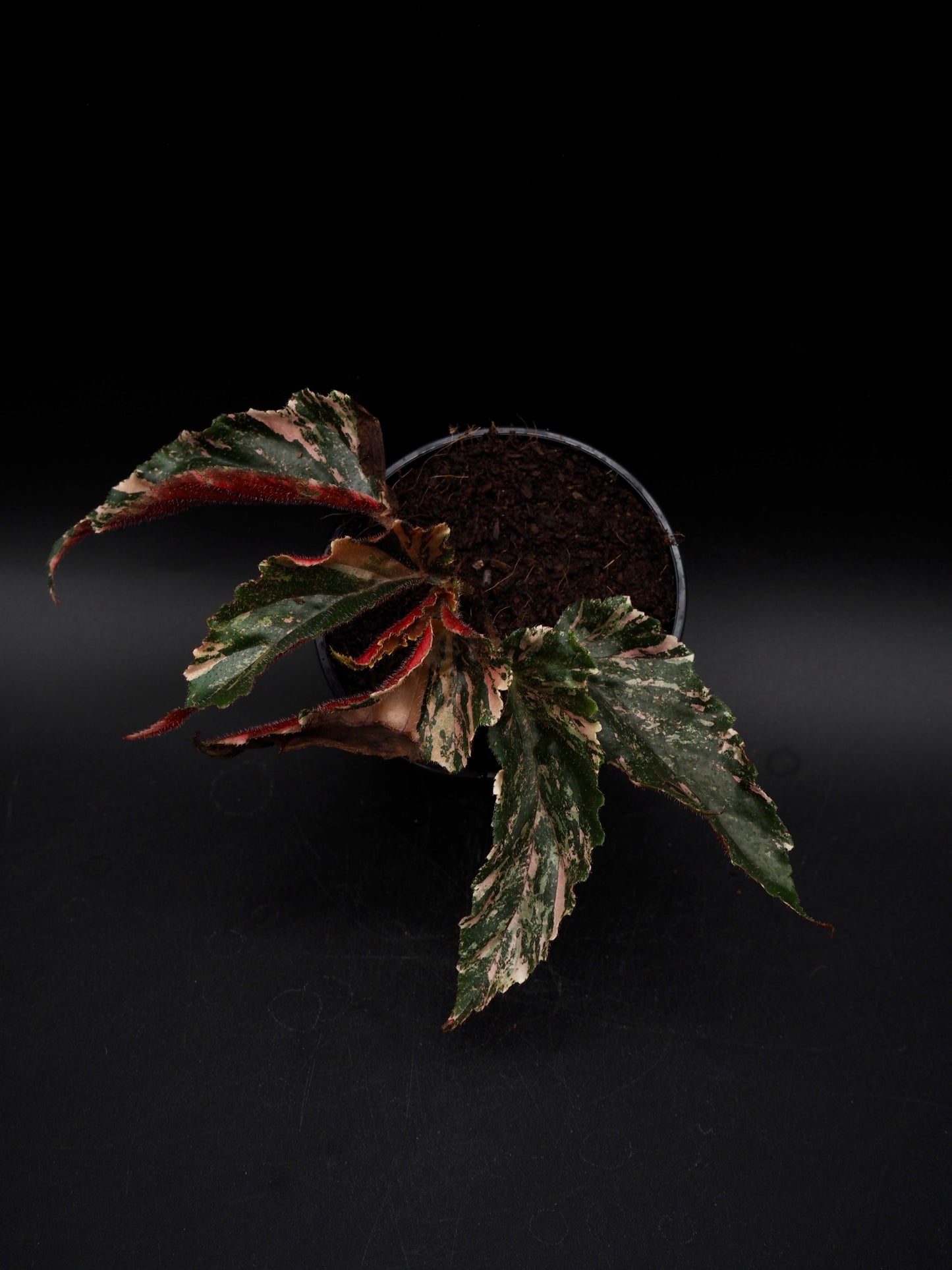 Begonia Ginny Galaxy