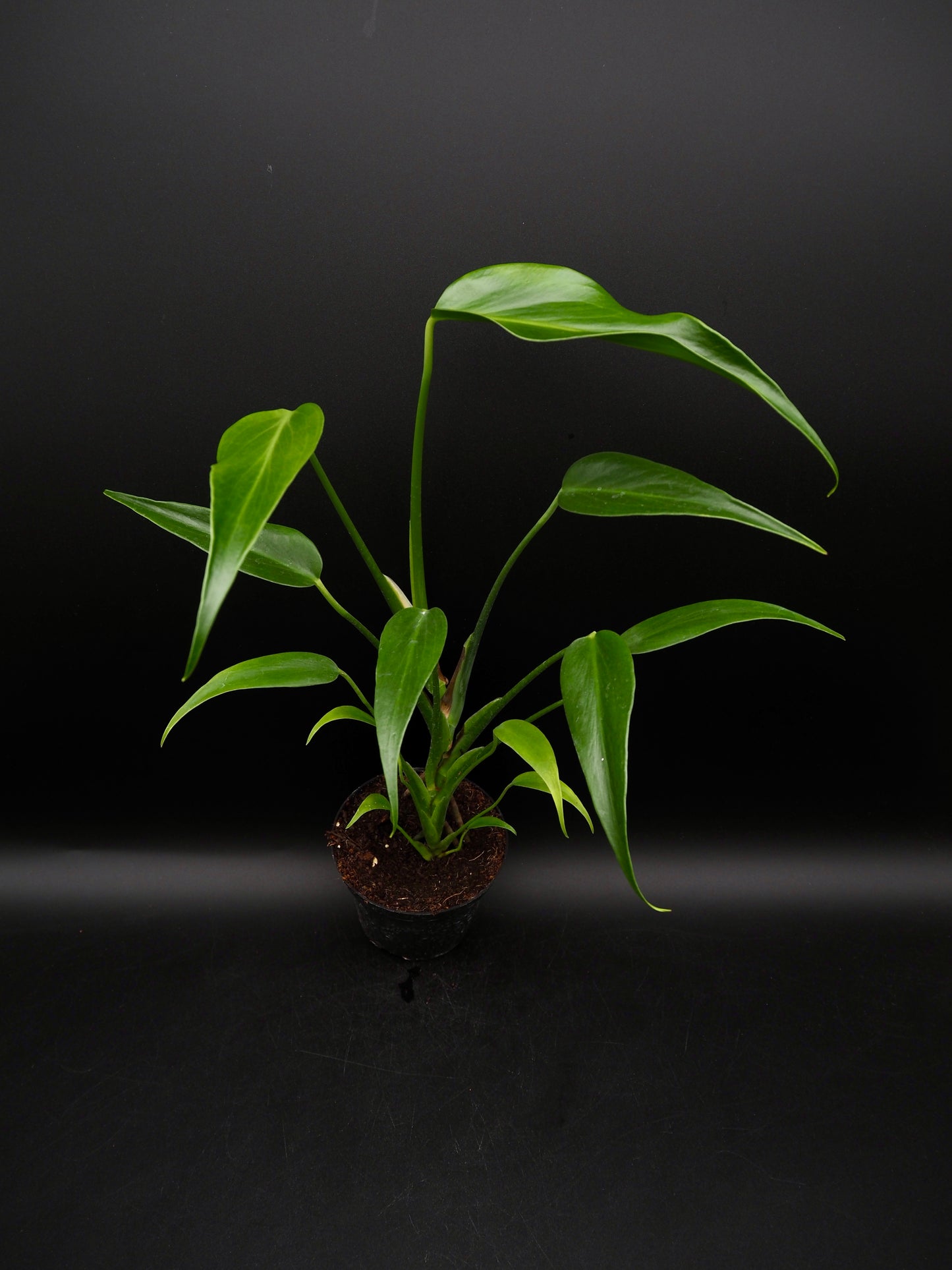 Monstera Burle Marx Flame