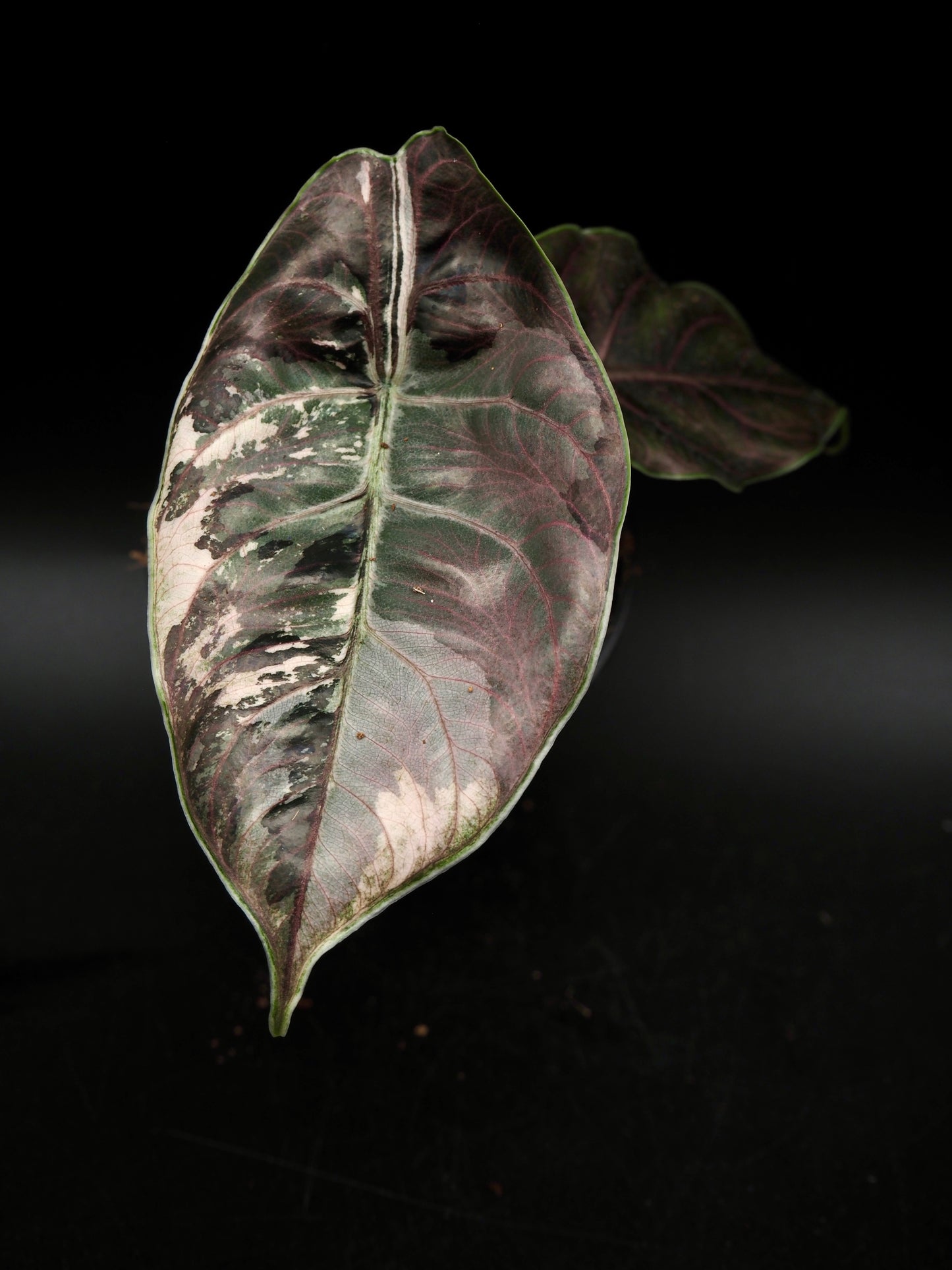 Alocasia Azlanii Pink