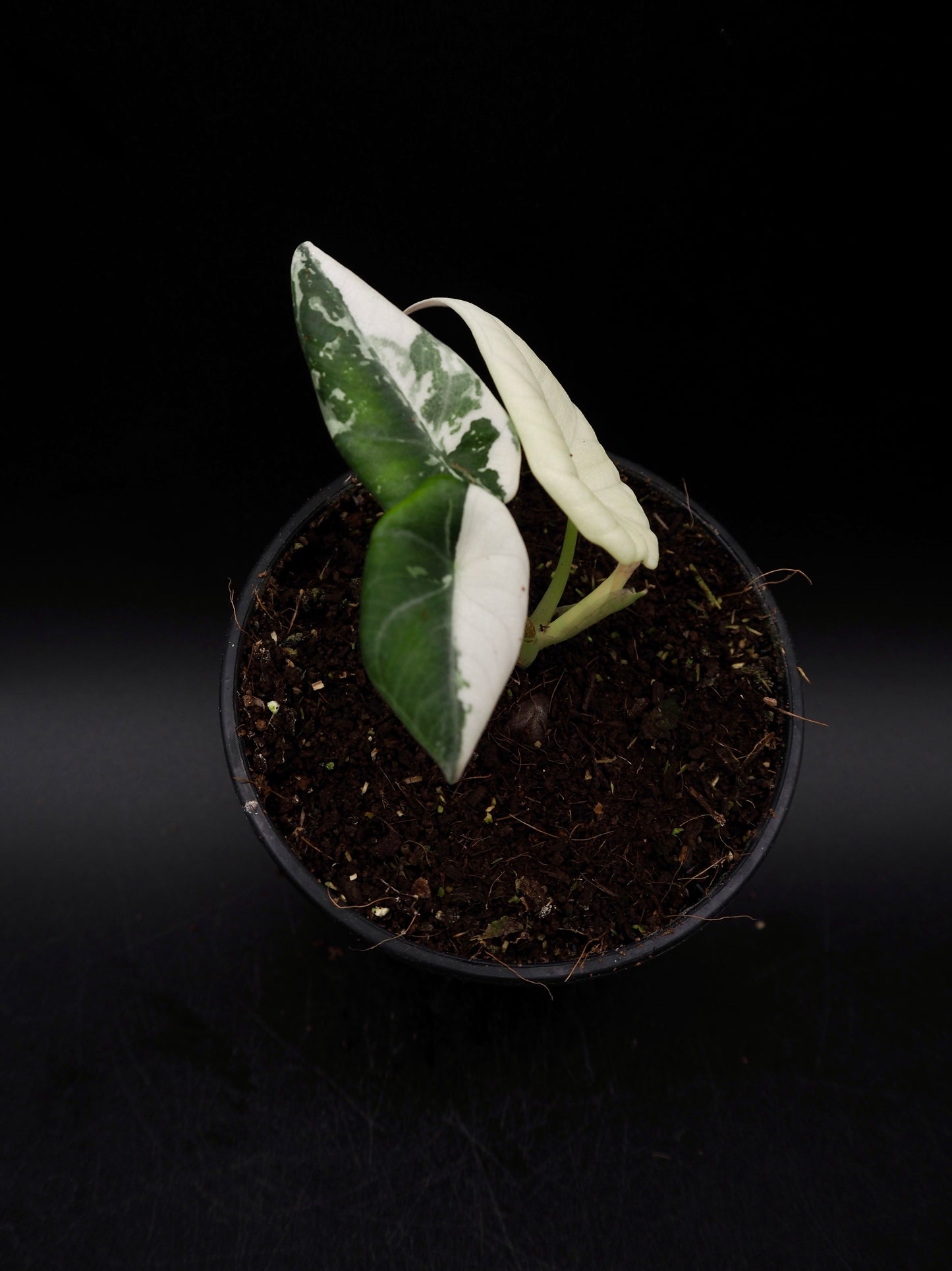 Alocasia Maharani Albo Variegata