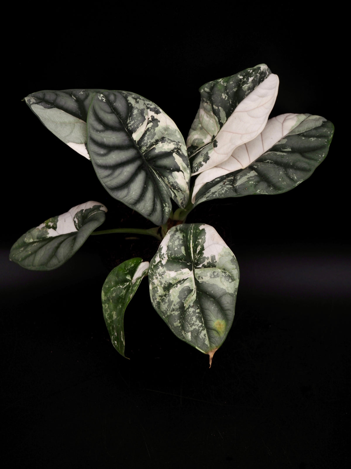 Alocasia Silver Dragon Albo Snow White Variegata
