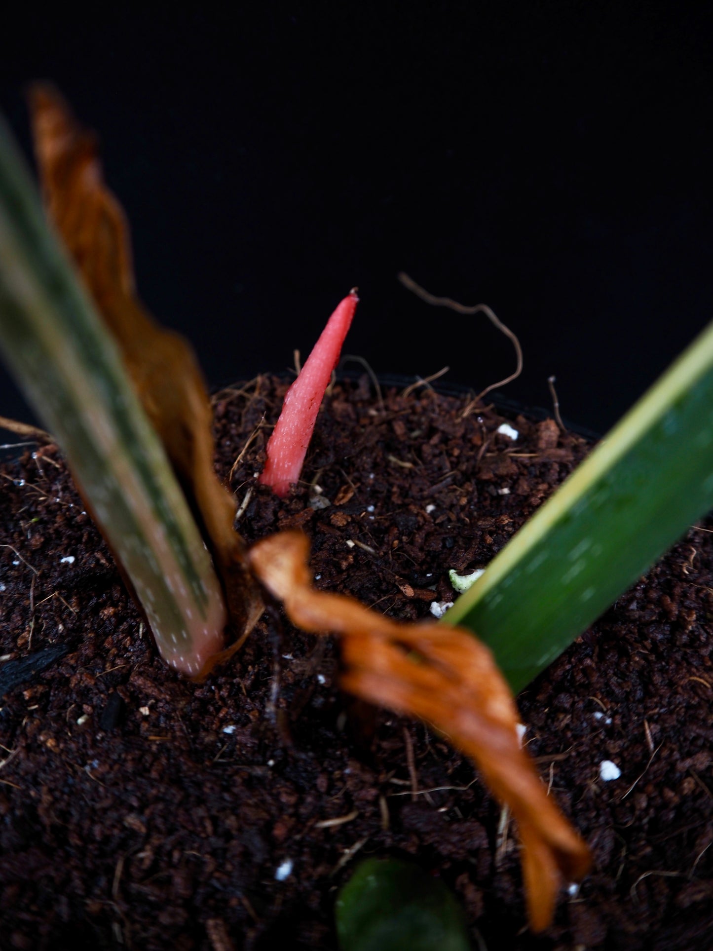 Philodendron Gloriosum Albo Variegata