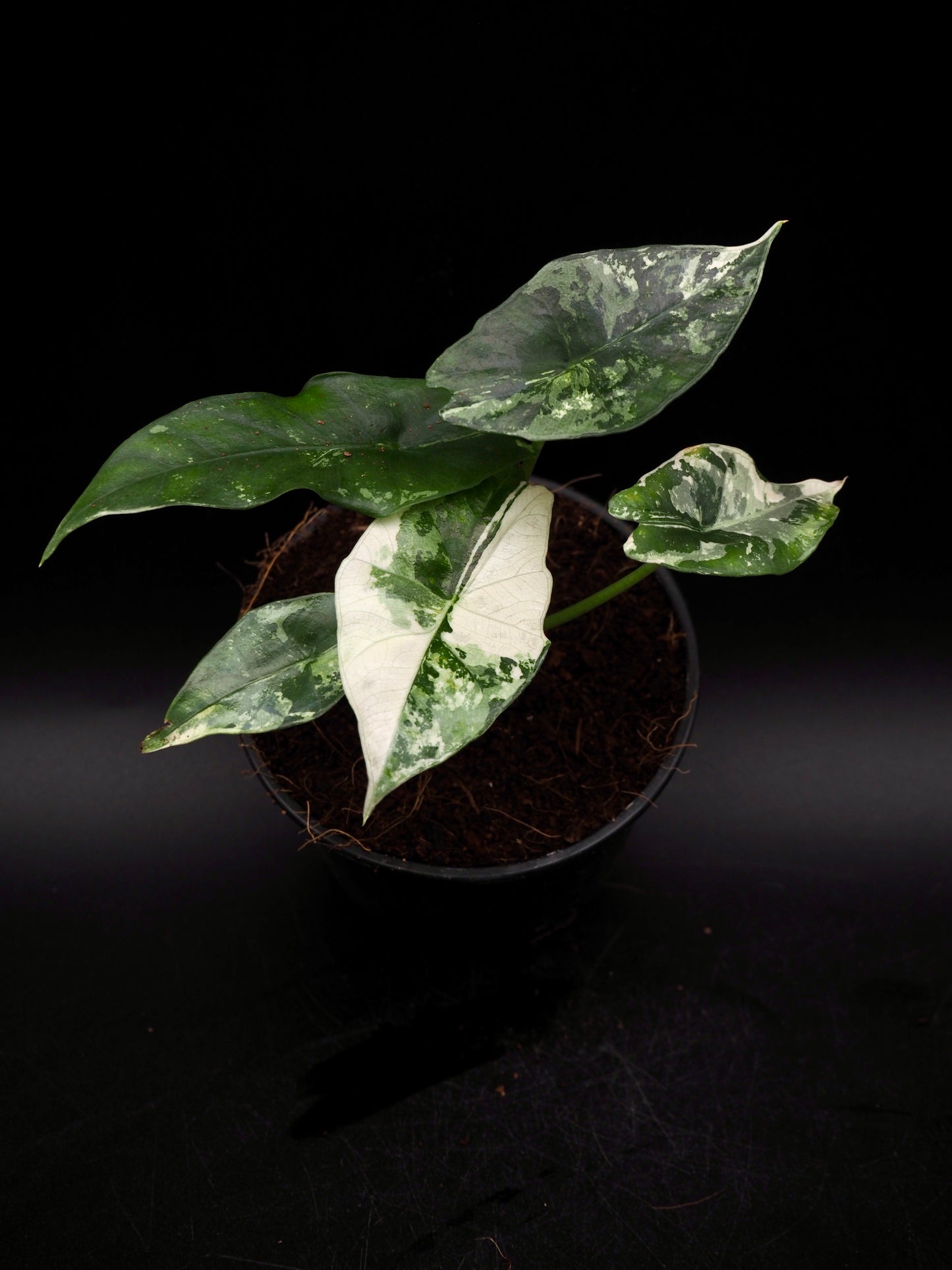 Alocasia Simpo Albo