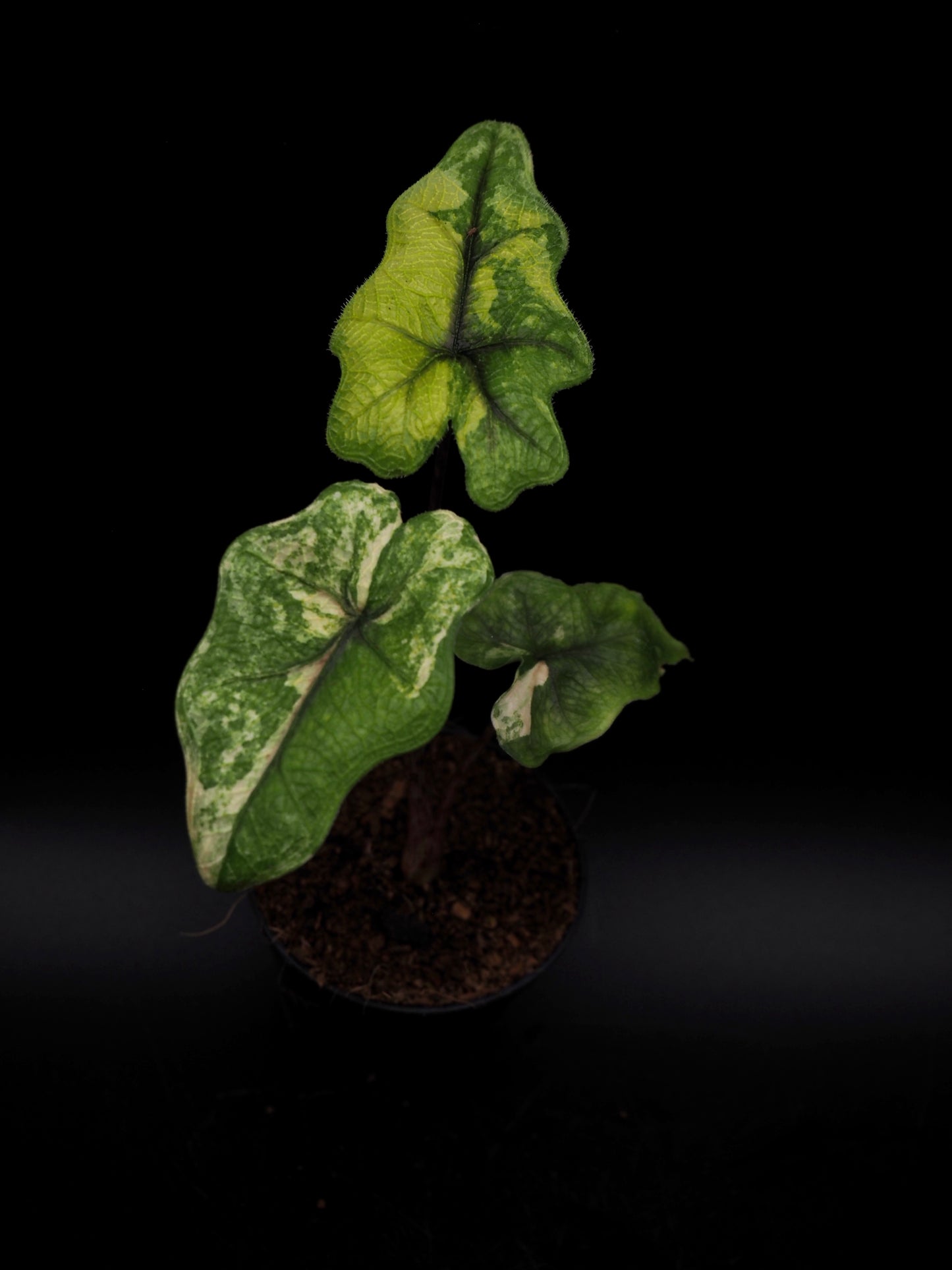 Alocasia Jacklyn Aurea Variegata