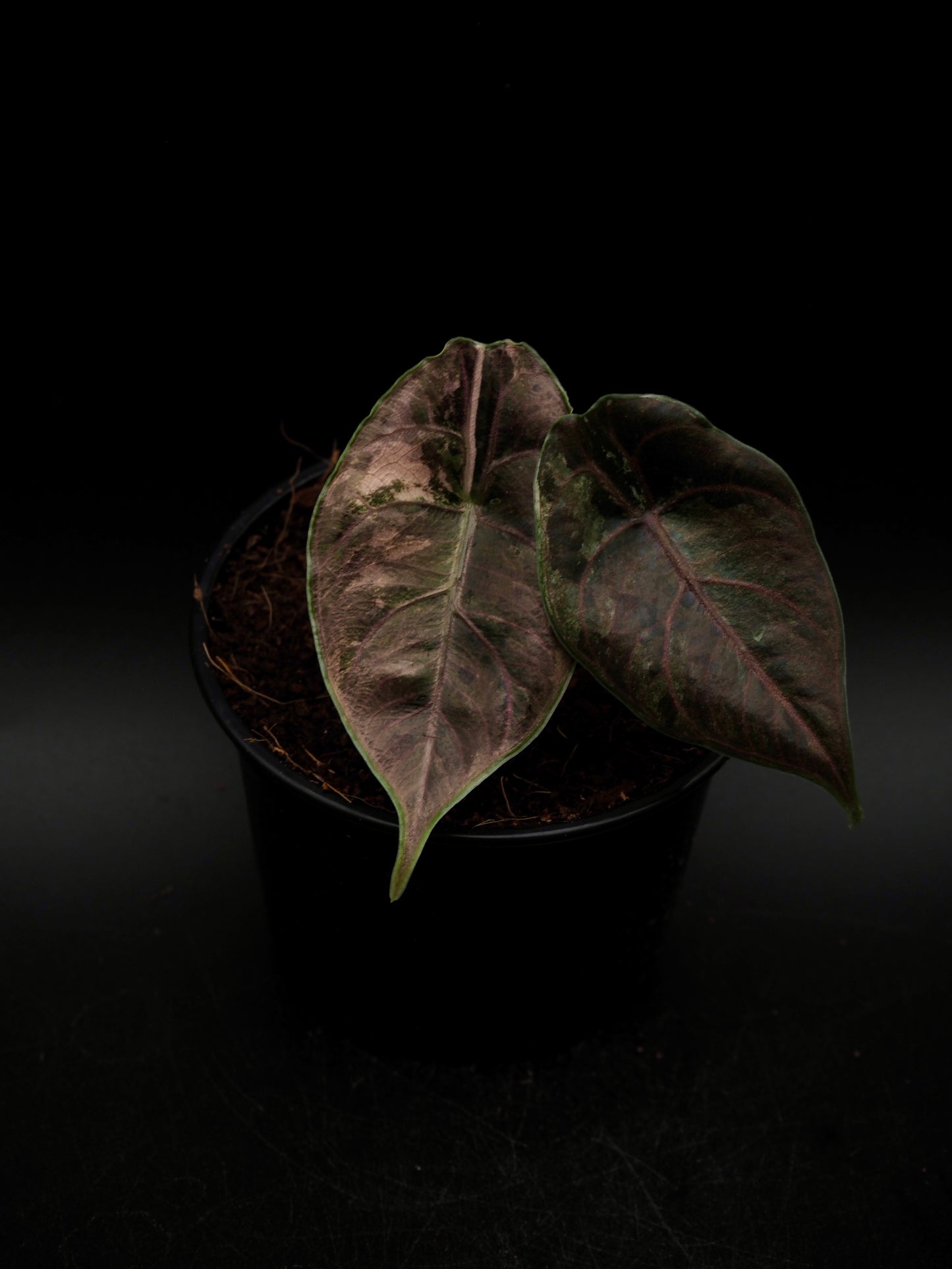 Alocasia Azlanii Pink