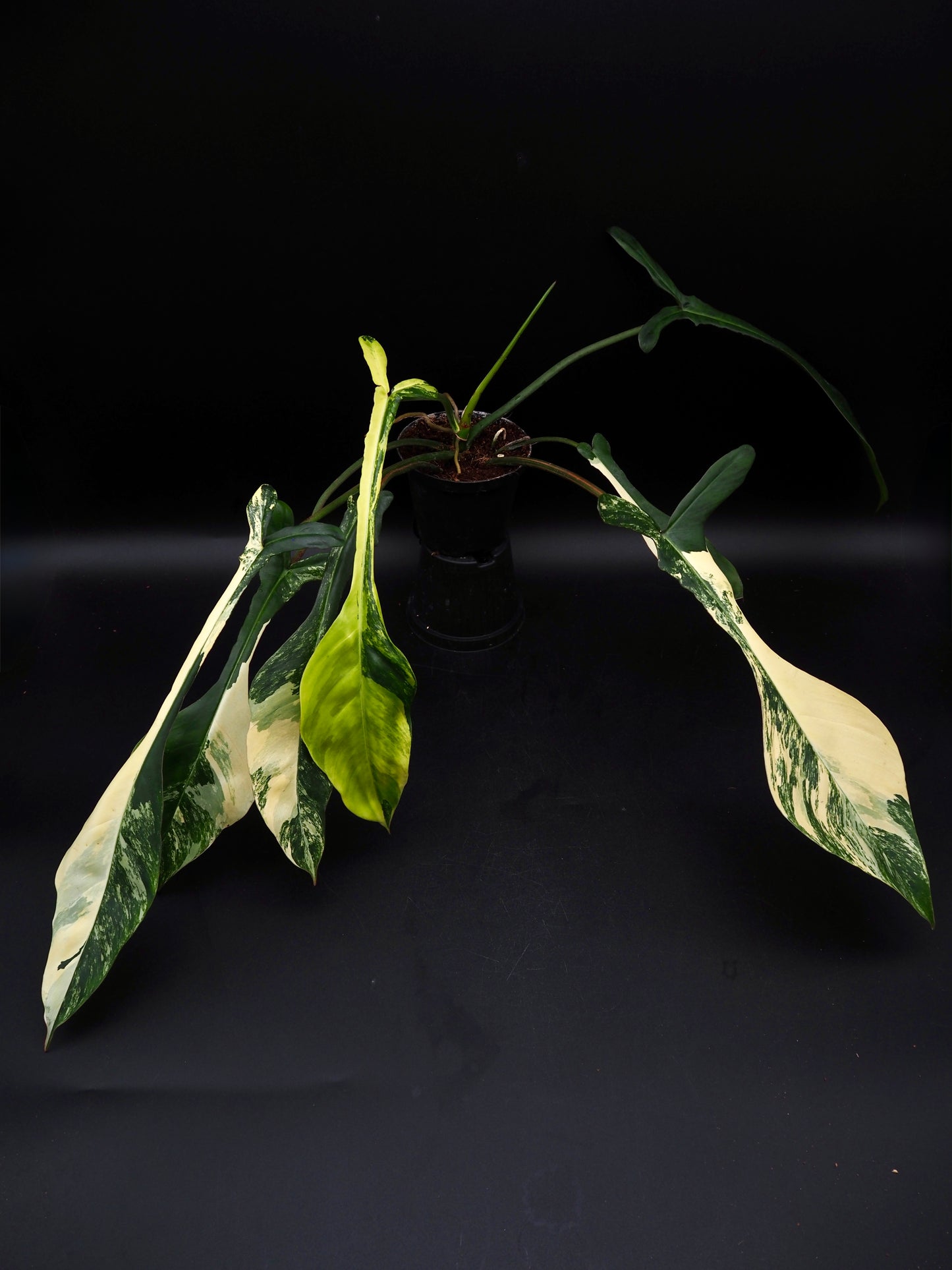 Philodendron Joepii Aurea