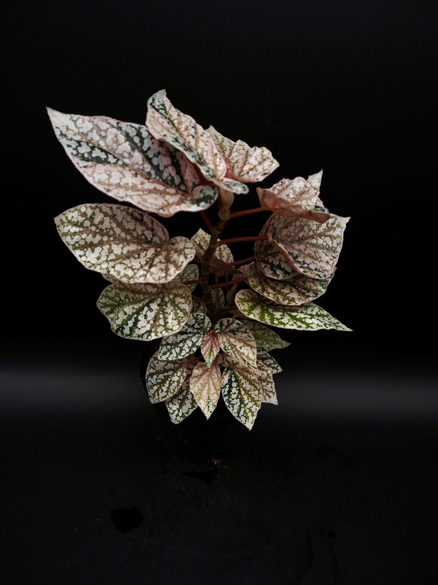 Begonia Snow capped variegata