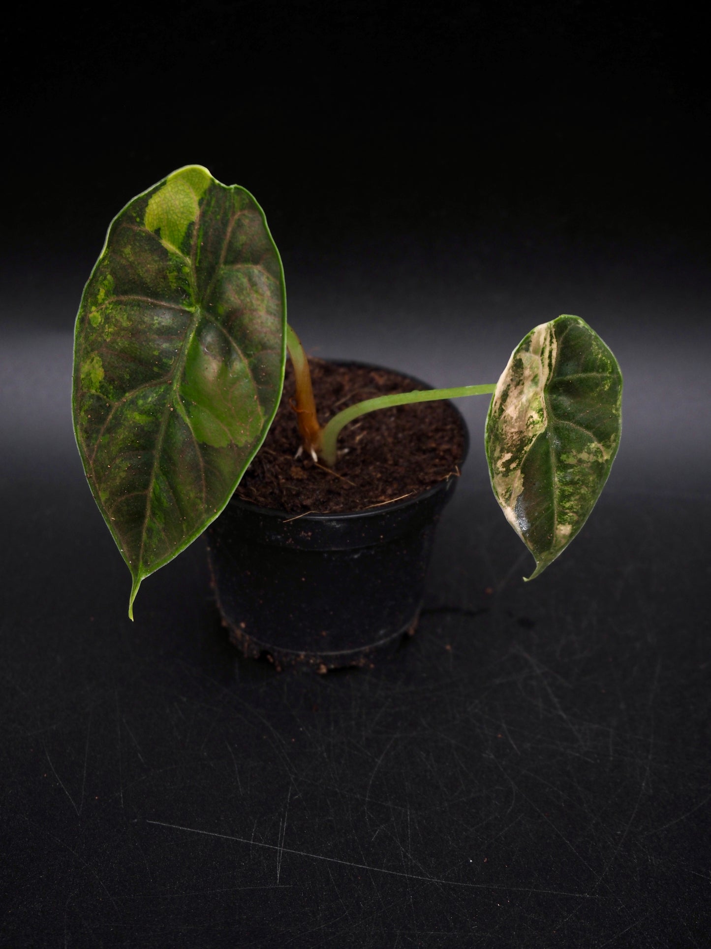Alocasia Azlanii Aurea