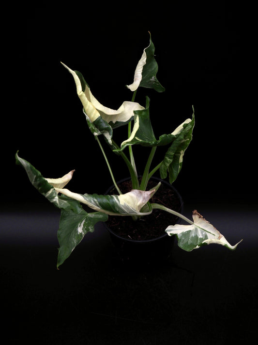 Alocasia Triangularis Albo