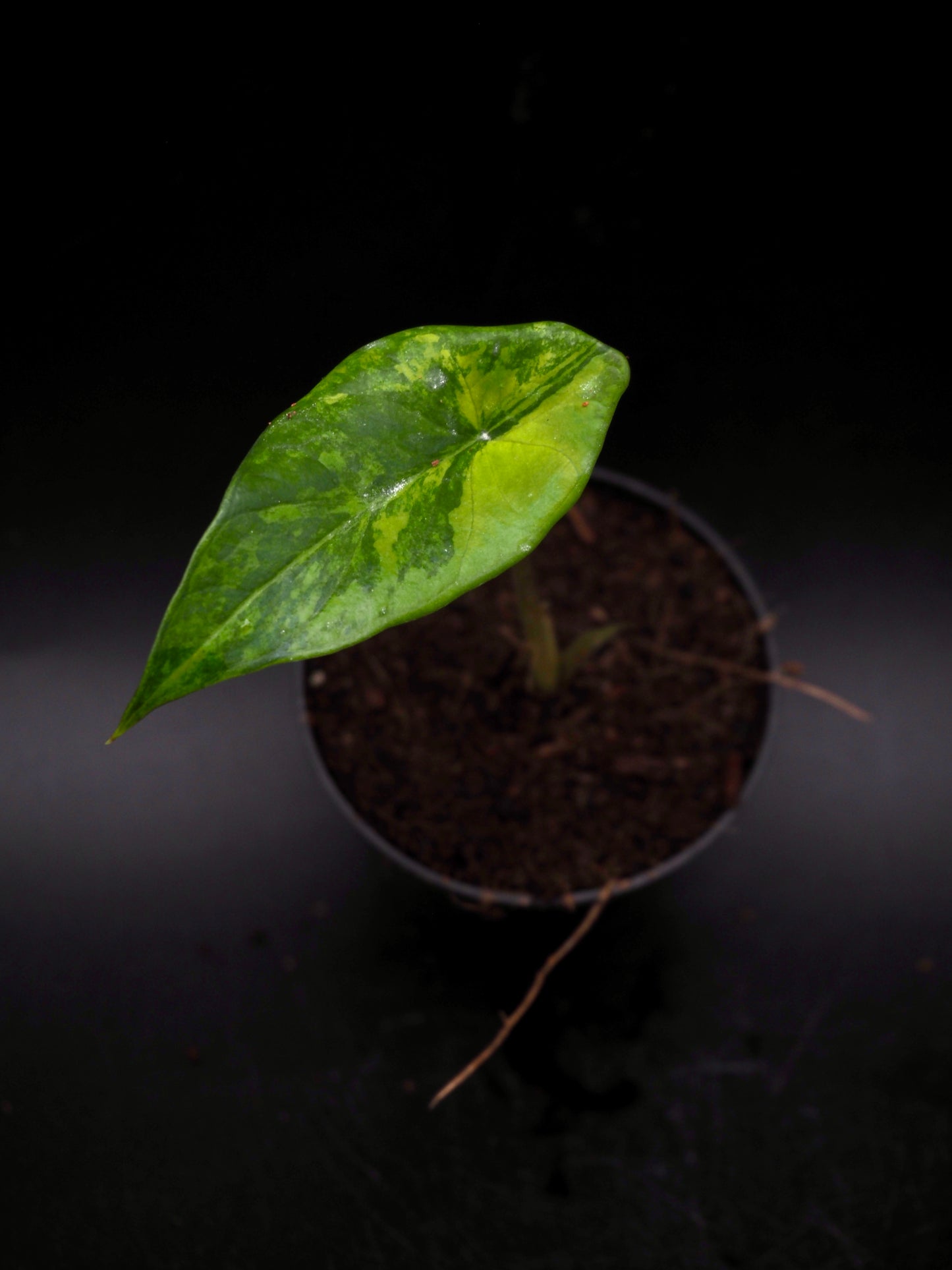Alocasia Scalprum Aurea