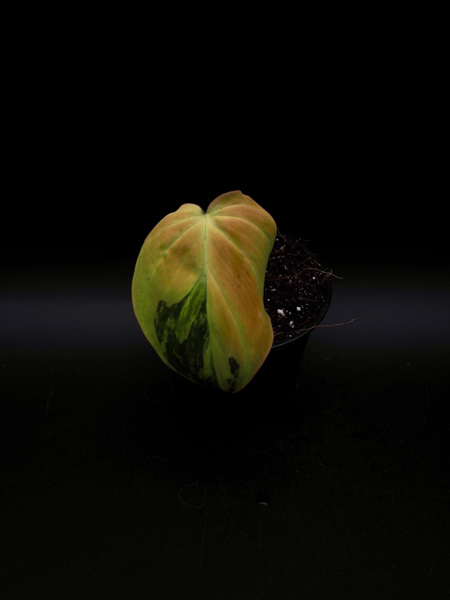 Philodendron Micans Variegata