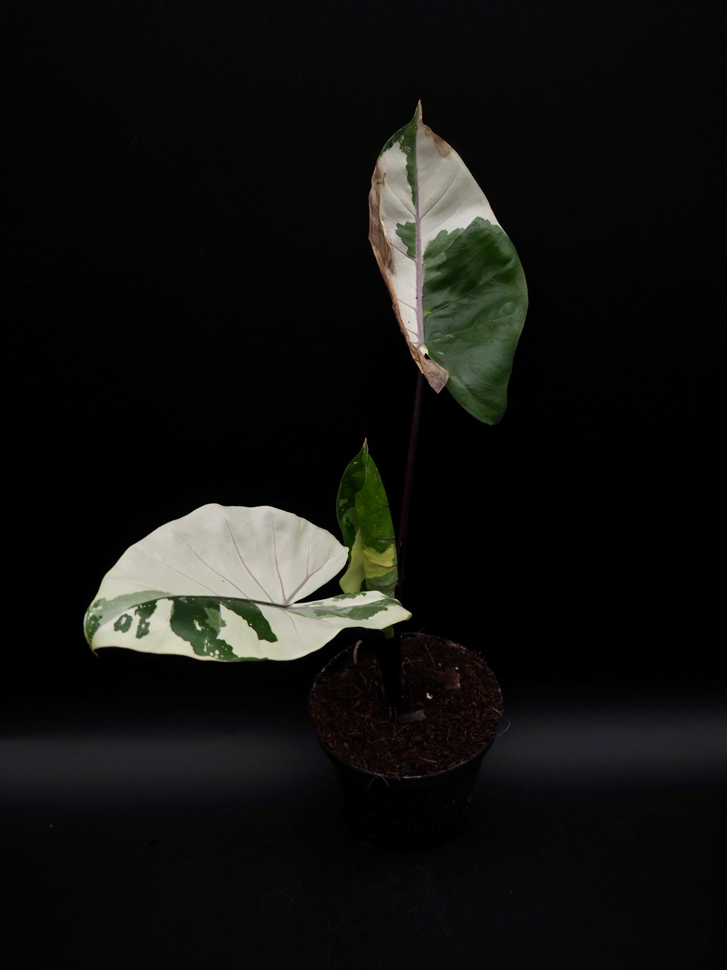 Alocasia Macrorrhiza Black Stem Variegata