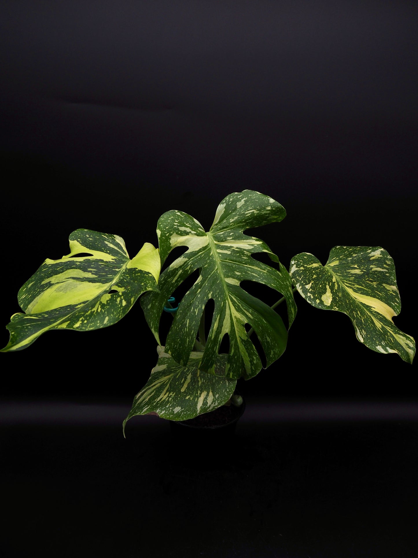 Monstera Deliciosa Electrolyte