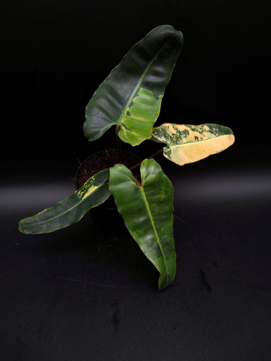 Philodendron Black Billietiae Variegata