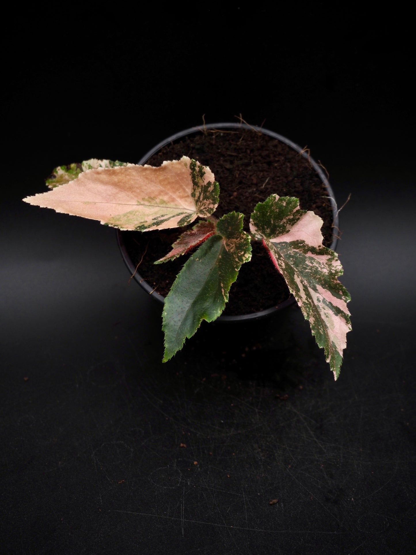 Begonia Ginny Galaxy