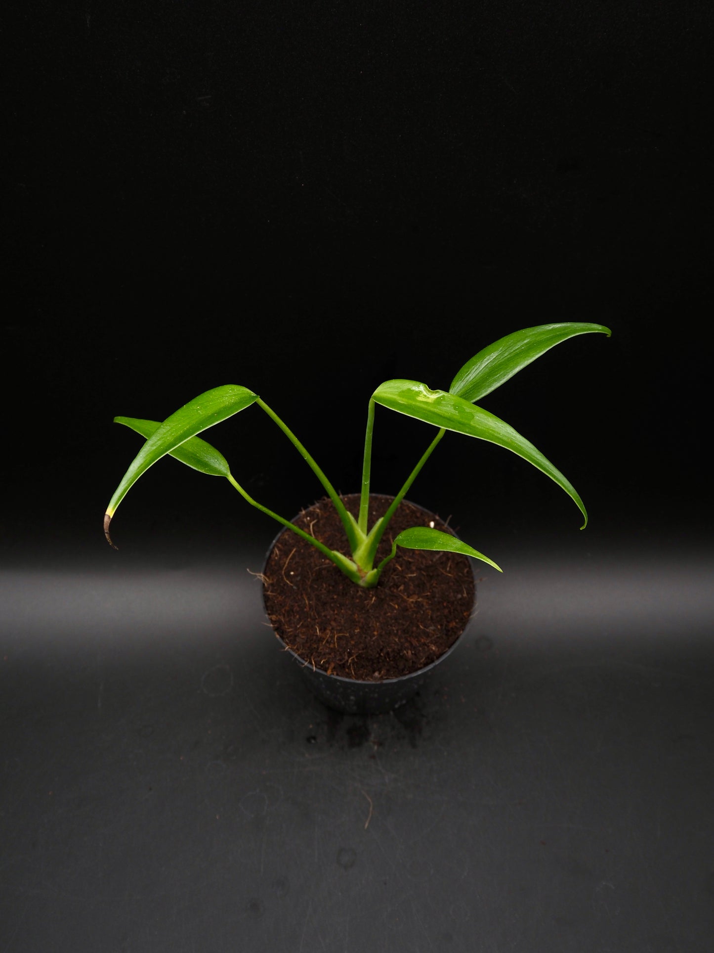 Monstera Burle Marx Flame