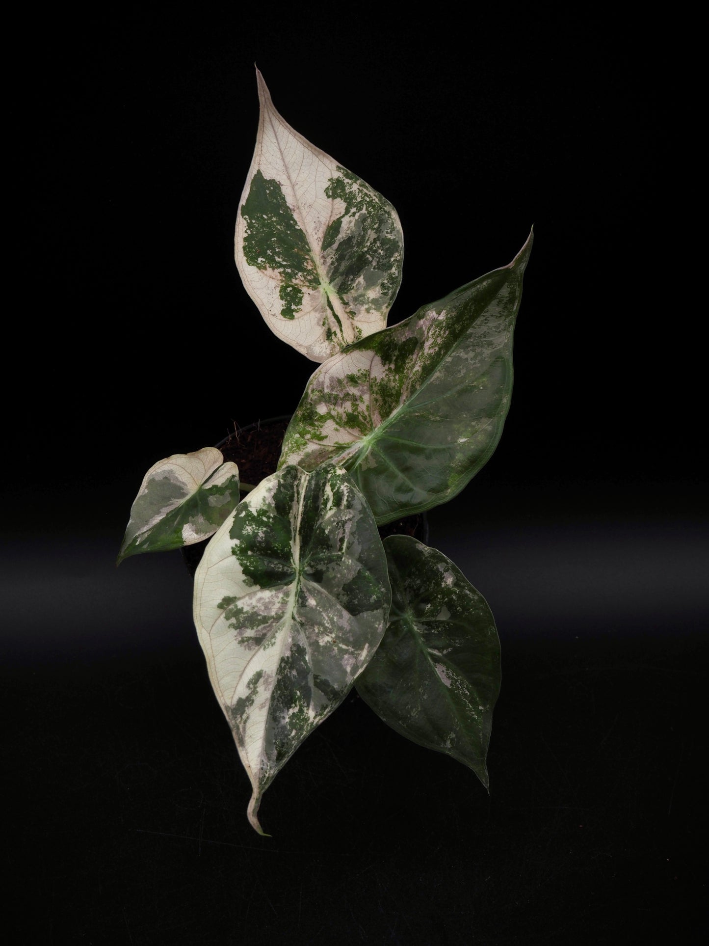 Alocasia Wentii Albo/Pink