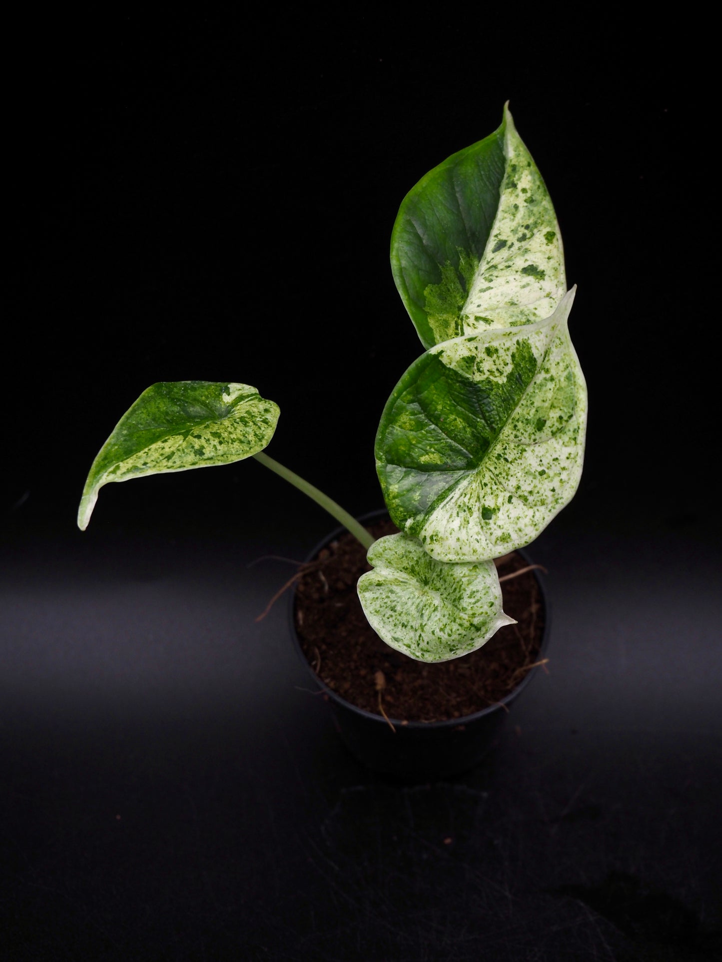 Alocasia Dragon Scale Menthe Variegata