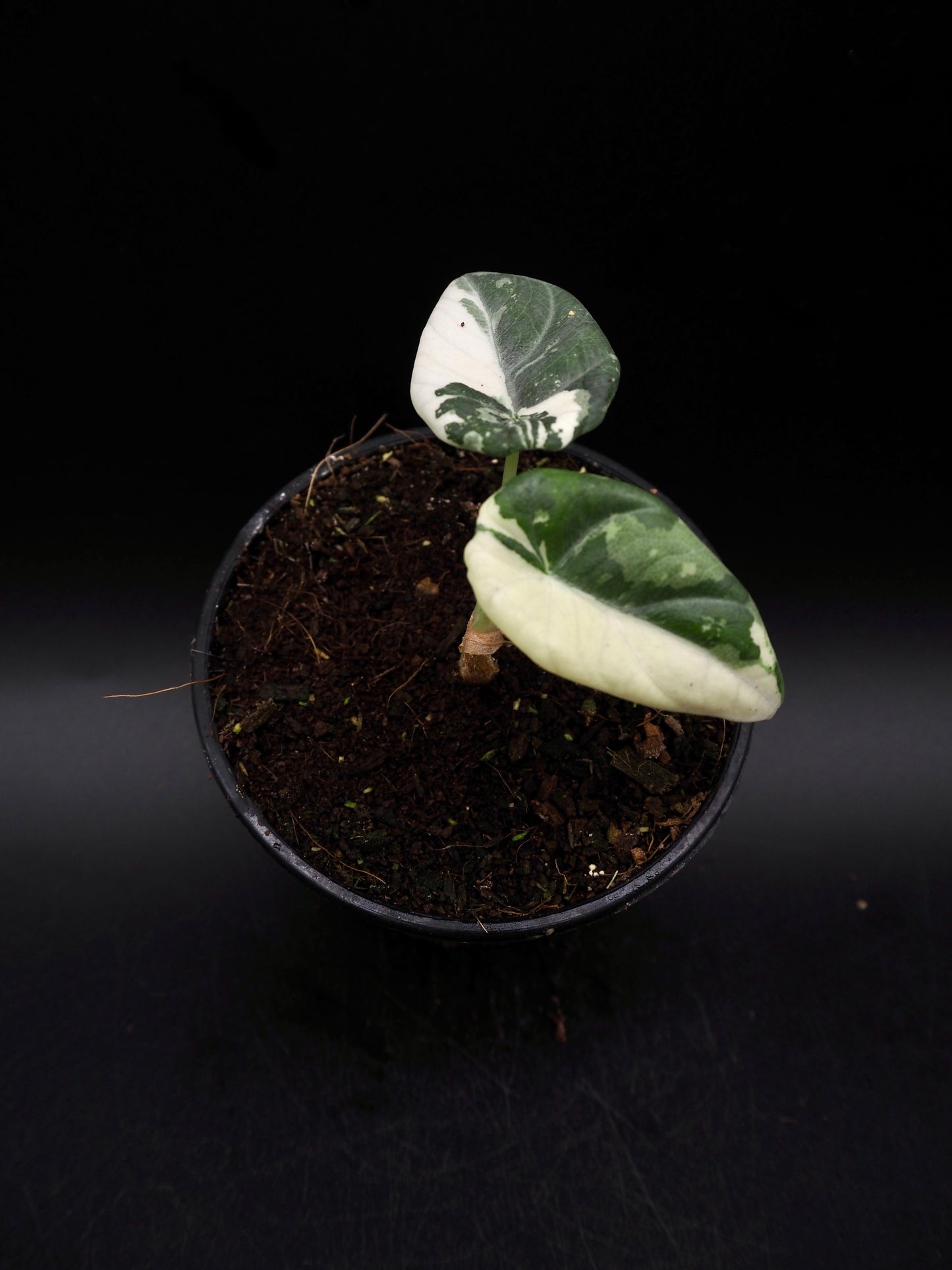 Alocasia Maharani Albo Variegata