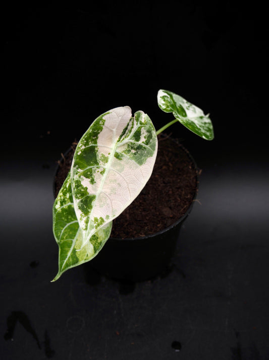 Alocasia Watsoniana Doff Albo/Pink