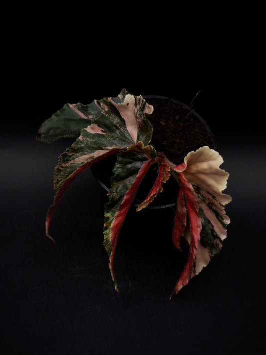 Begonia Ginny Galaxy