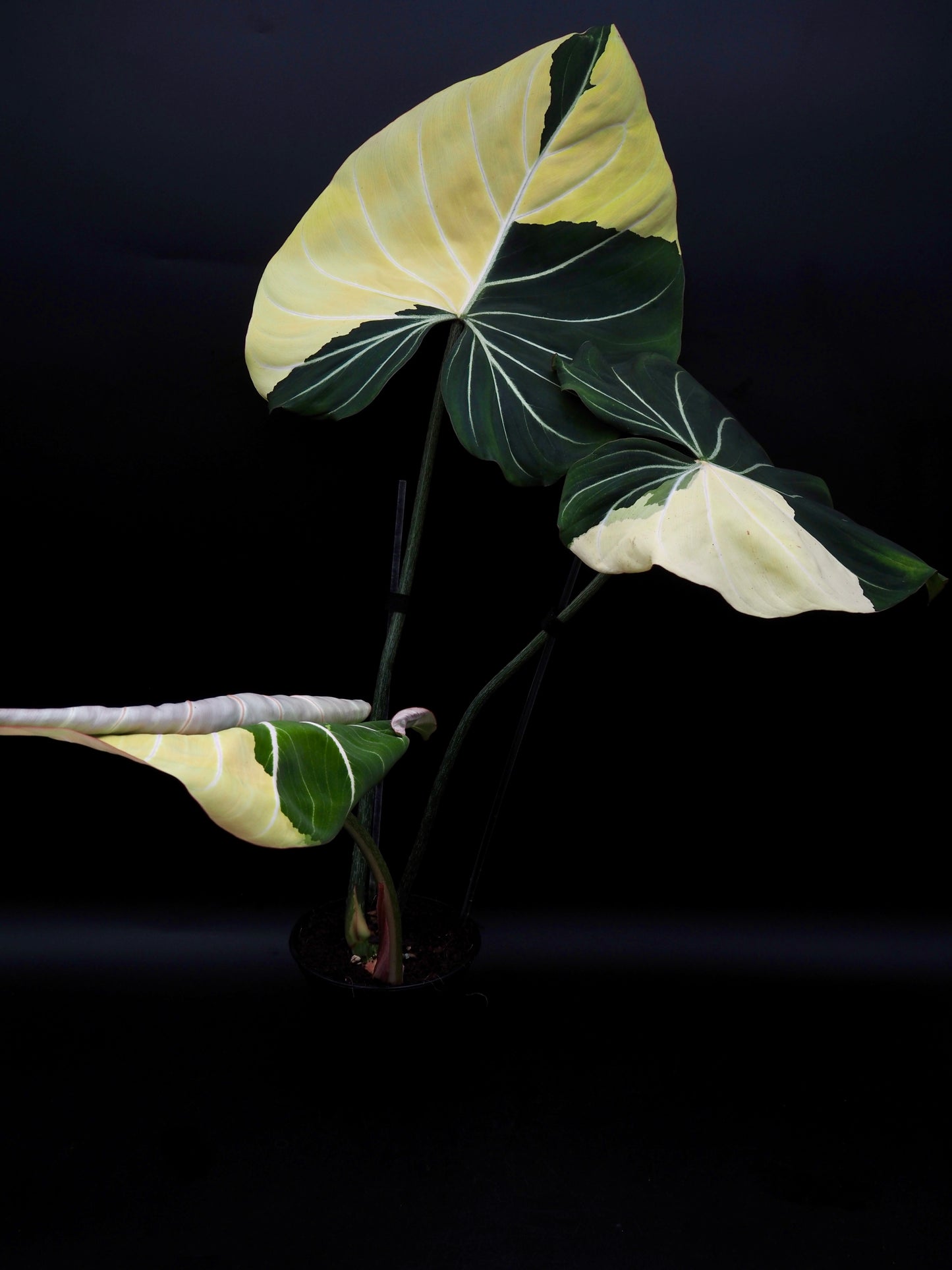 Philodendron Gloriosum Albo Variegata