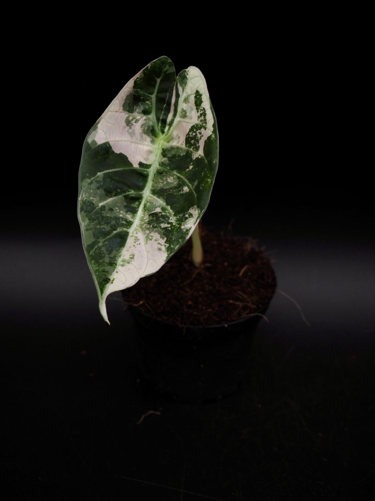 Alocasia Watsoniana Doff Albo/Pink