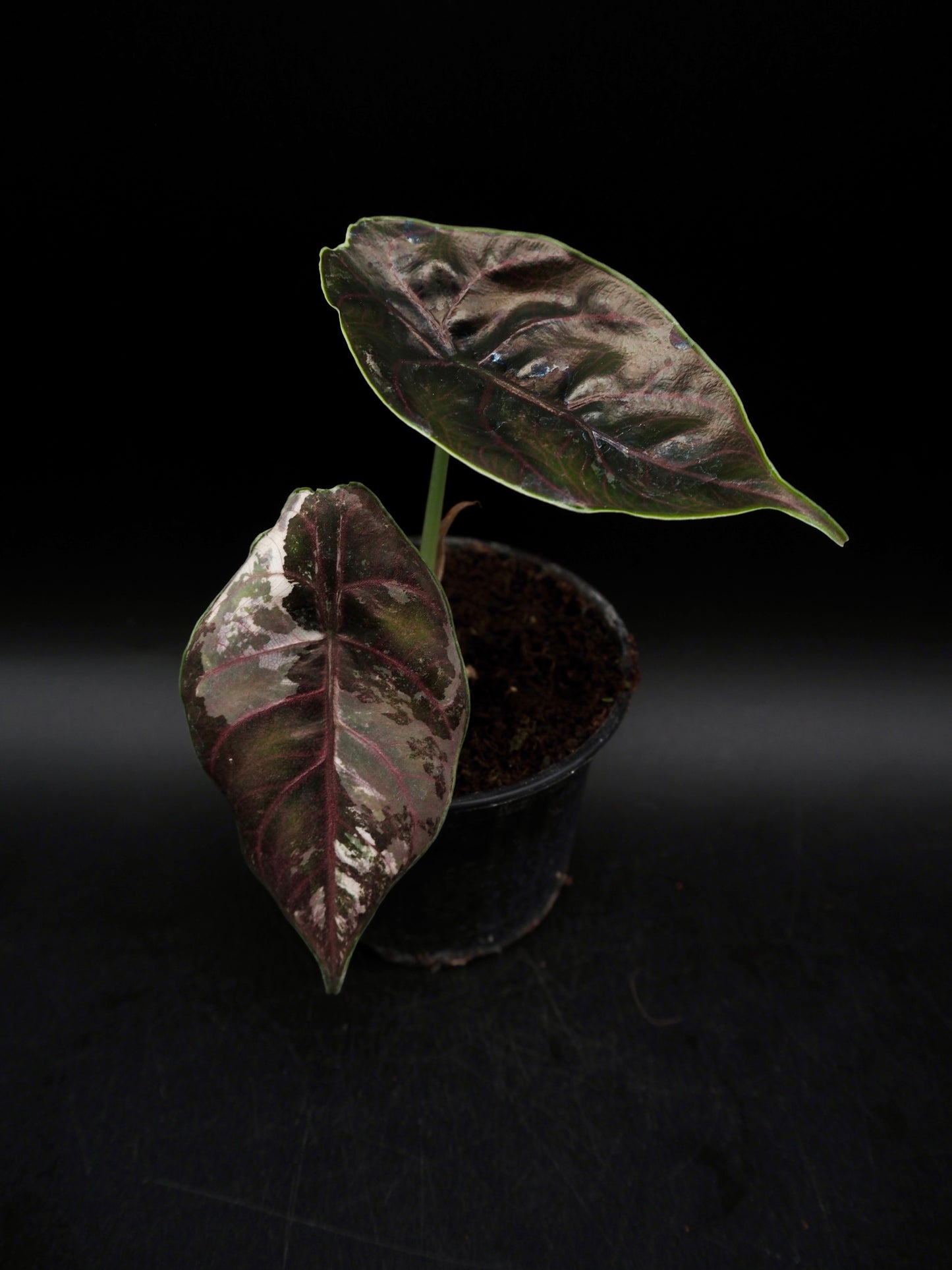 Alocasia Azlanii Pink