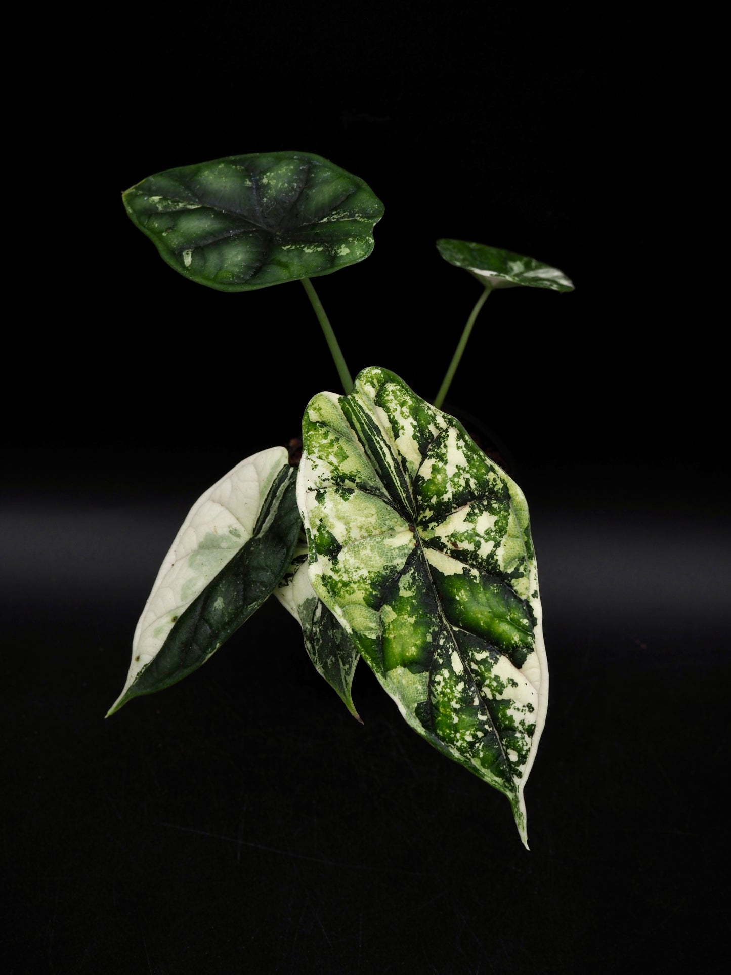 Alocasia Dragon Scale Albo Variegata