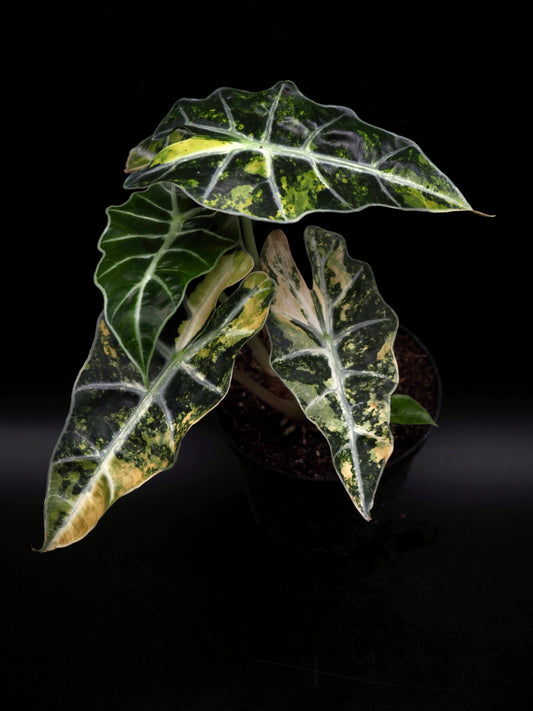 Alocasia Polly Aurea
