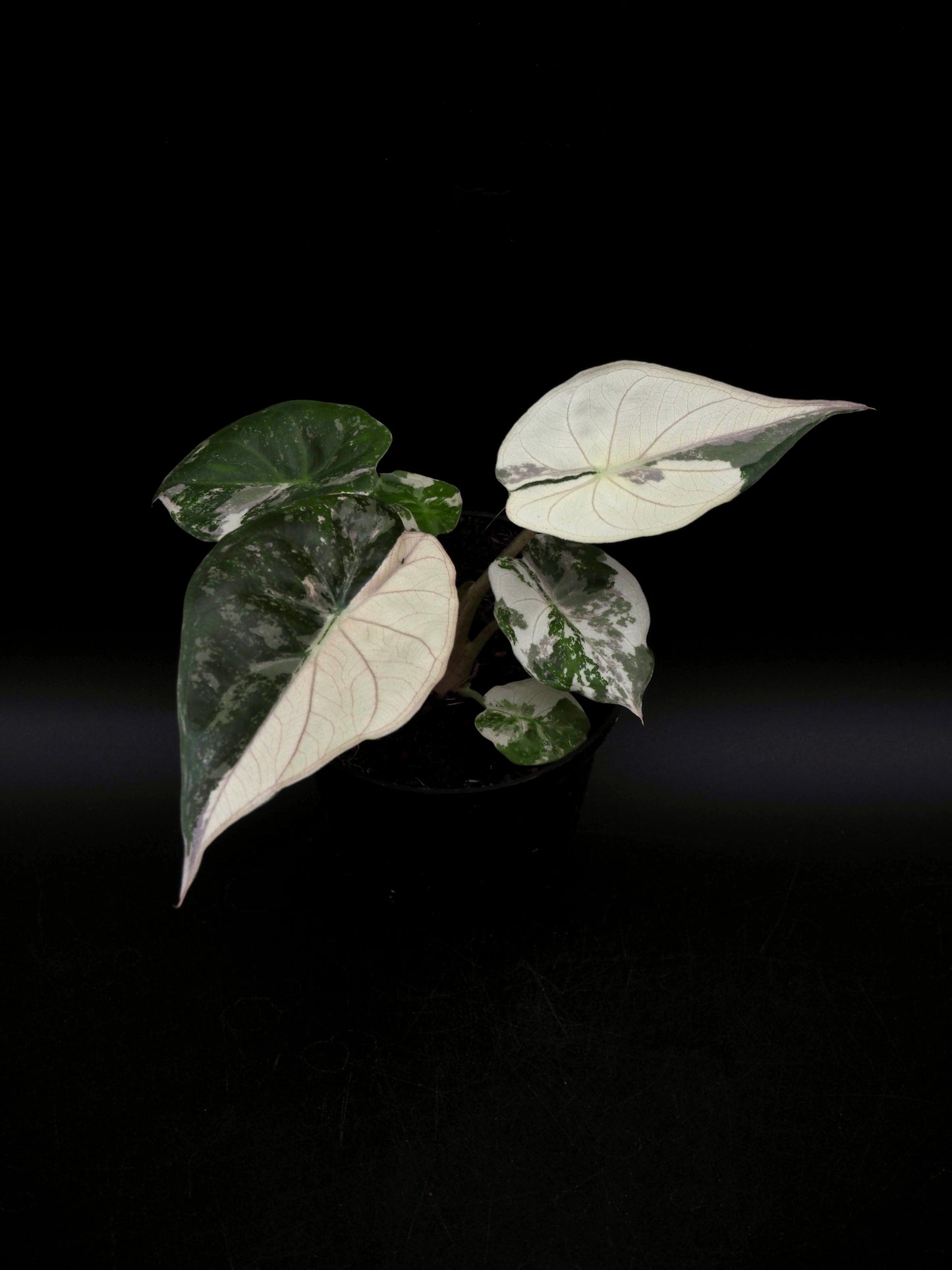 Alocasia Wentii Albo/Pink