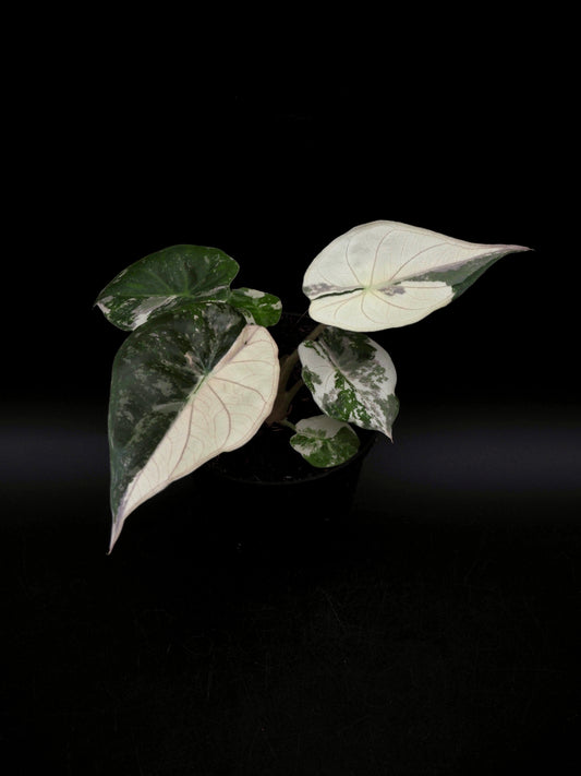 Alocasia Wentii Albo/Pink