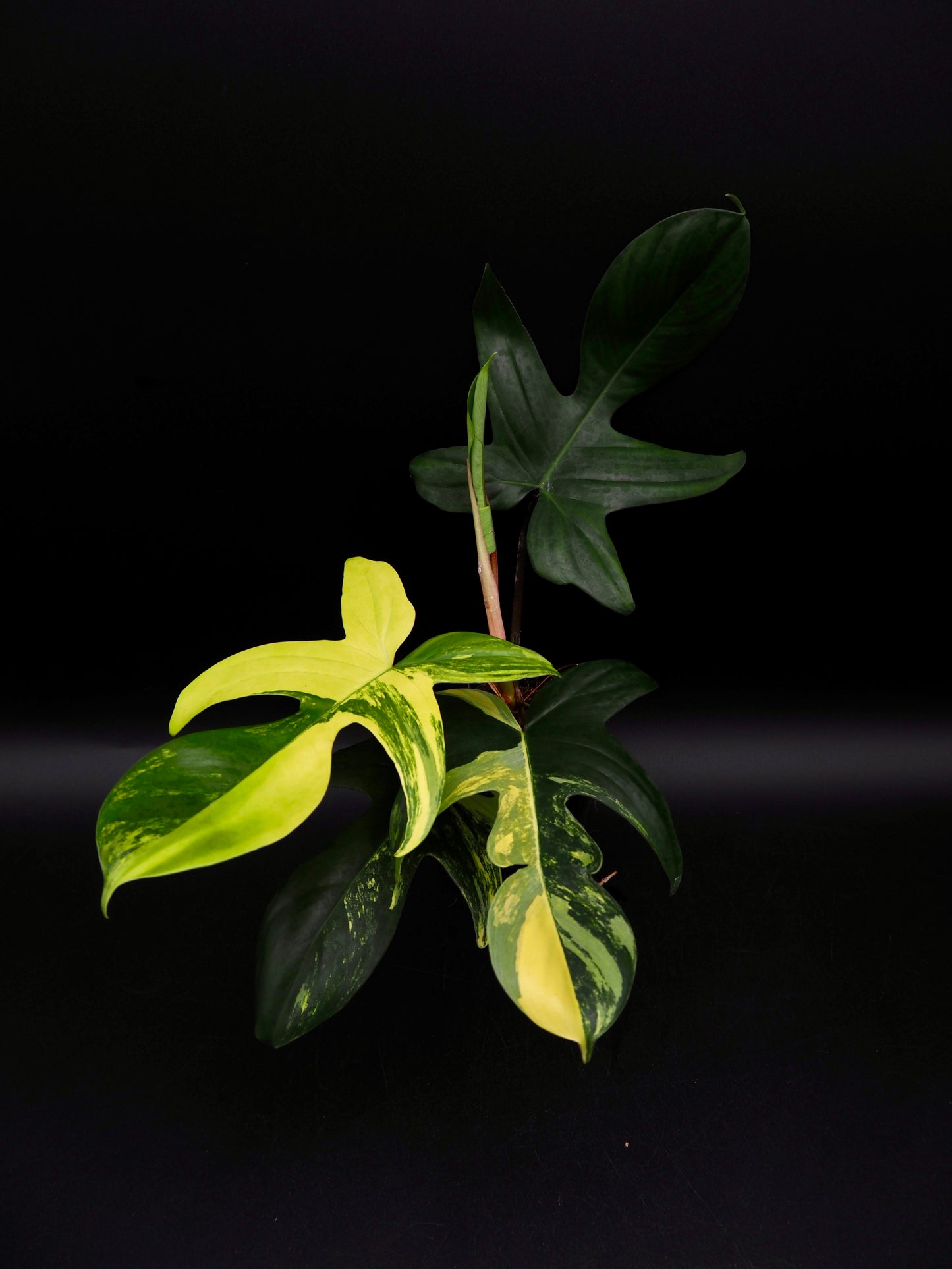 Philodendron Florida Beauty