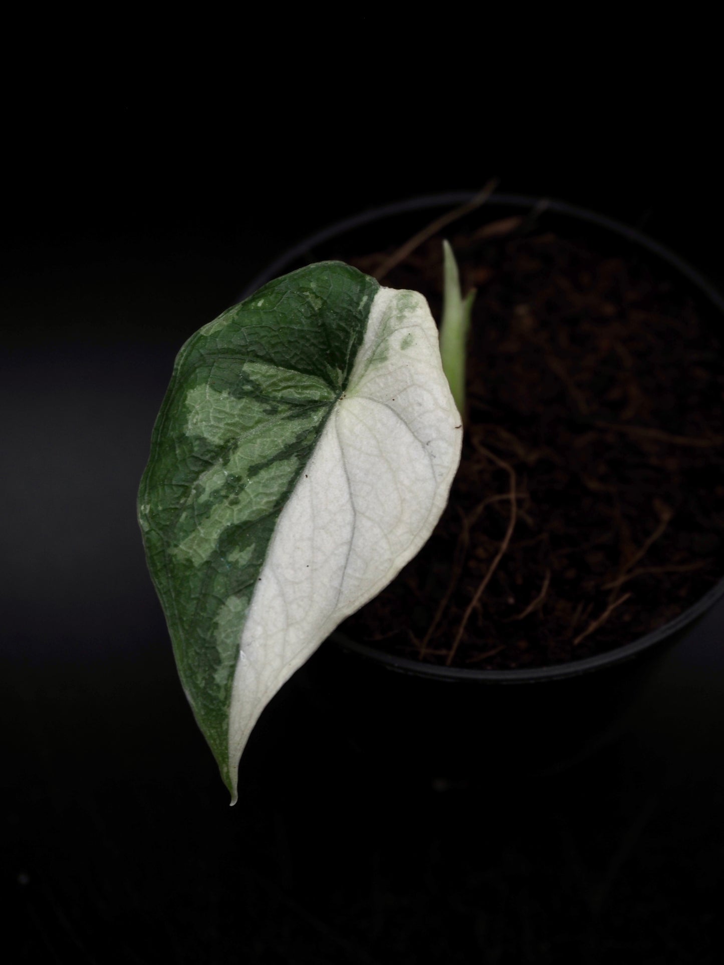 Alocasia Melo Albo