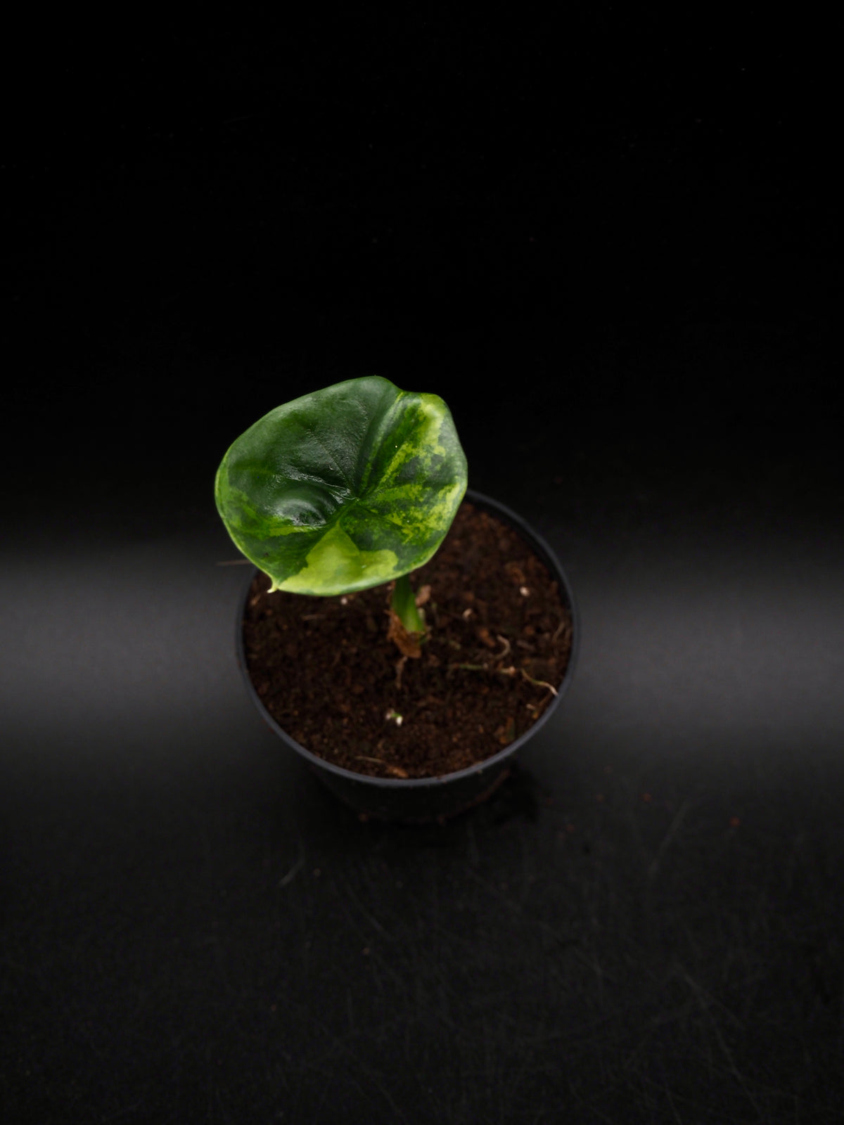 Alocasia Sinuata Aurea