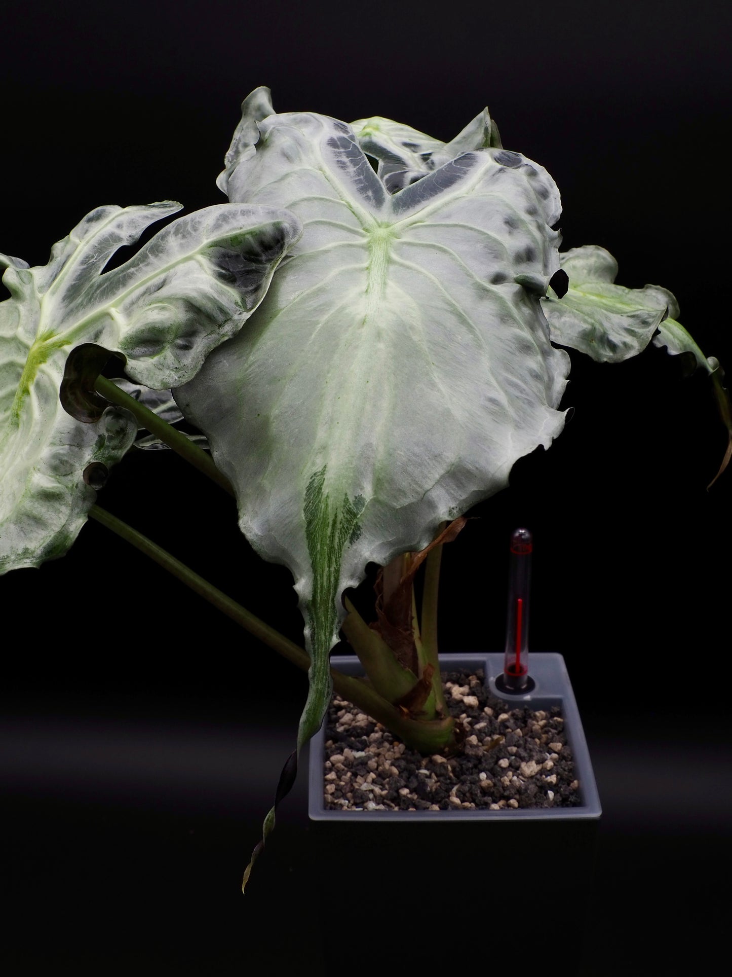 Alocasia Venom