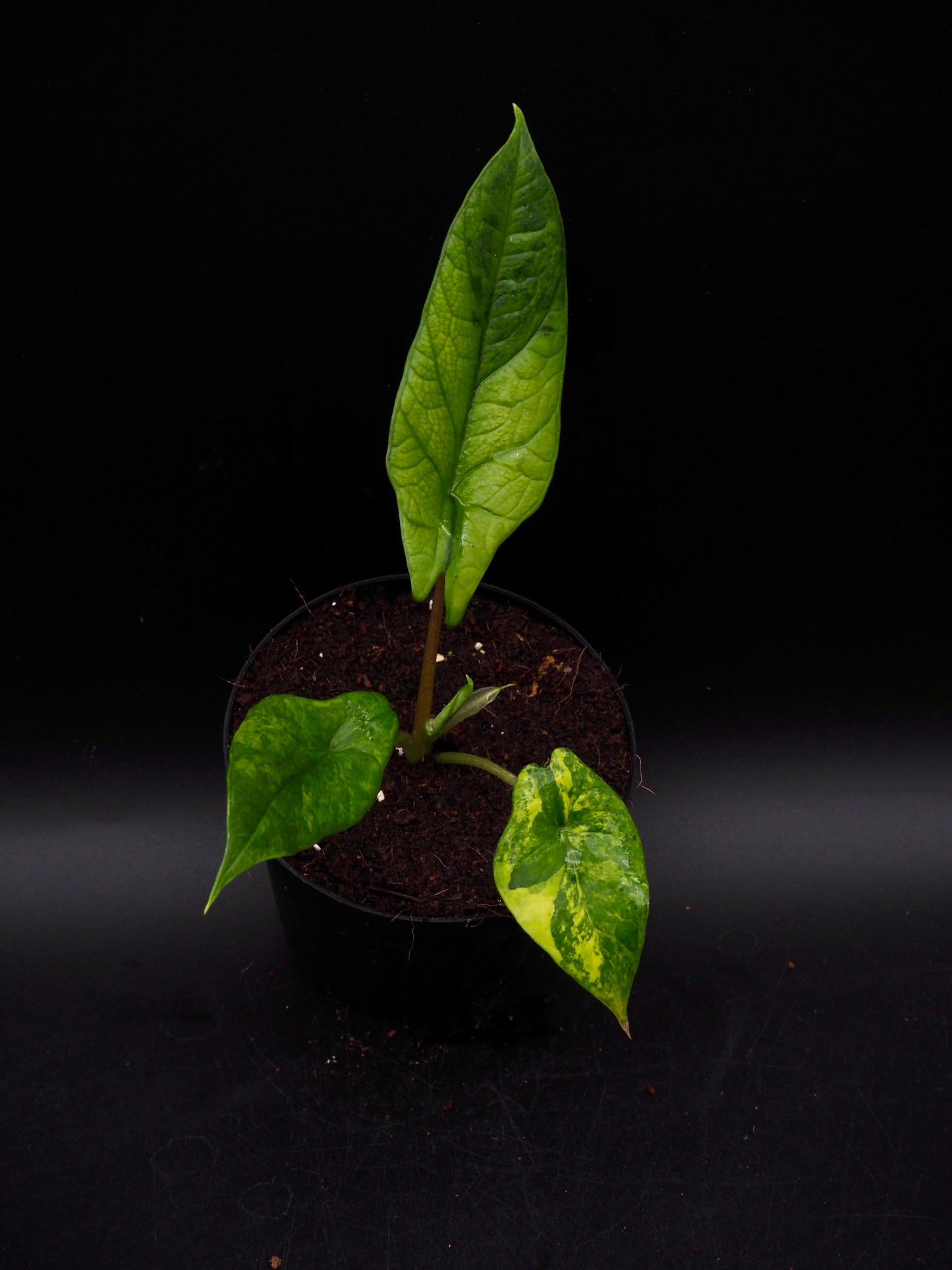 Alocasia Scalprum Aurea