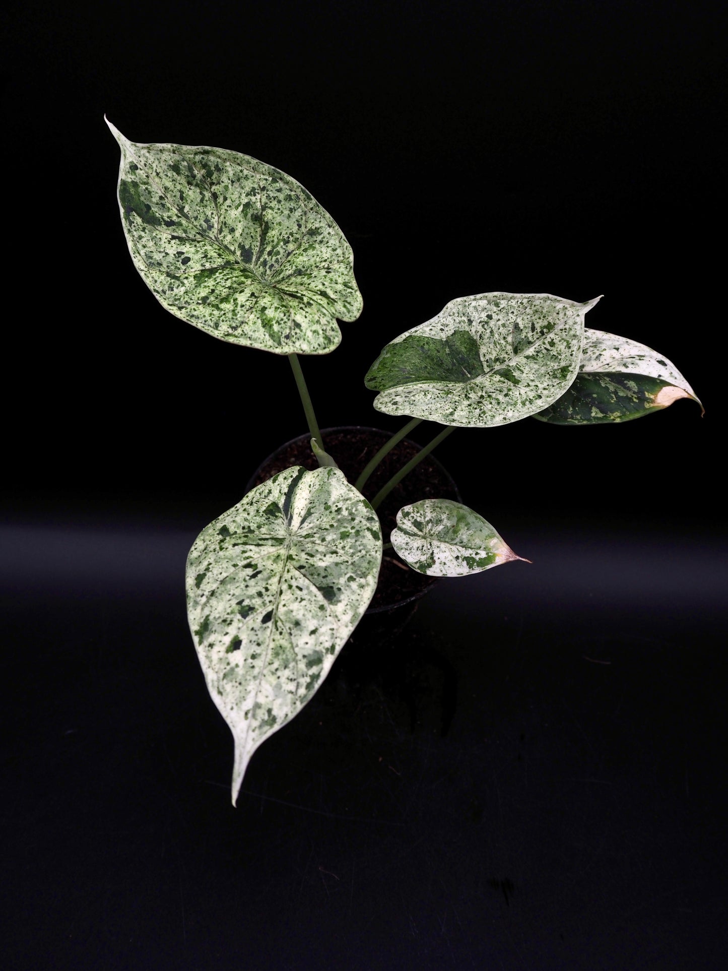 Alocasia Dragon Scale Mint Variegata