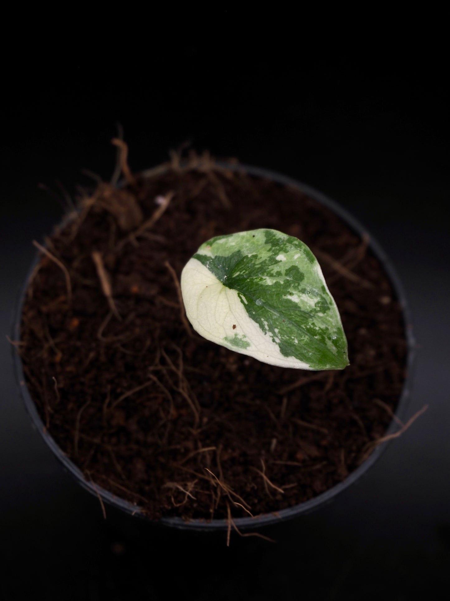Alocasia Melo Albo
