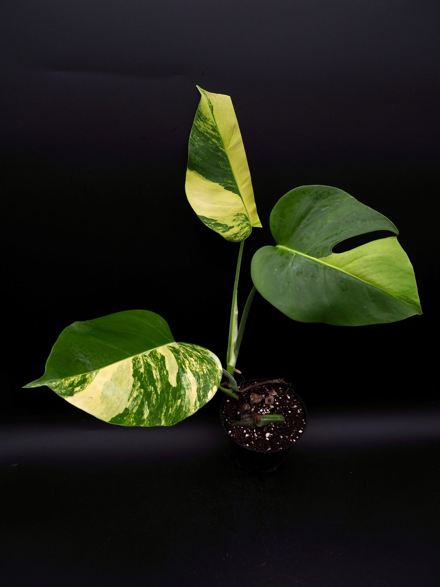 Monstera Borsigiana Aurea Variegata