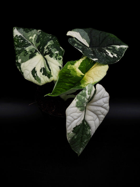 Alocasia Melo Albo Variegata