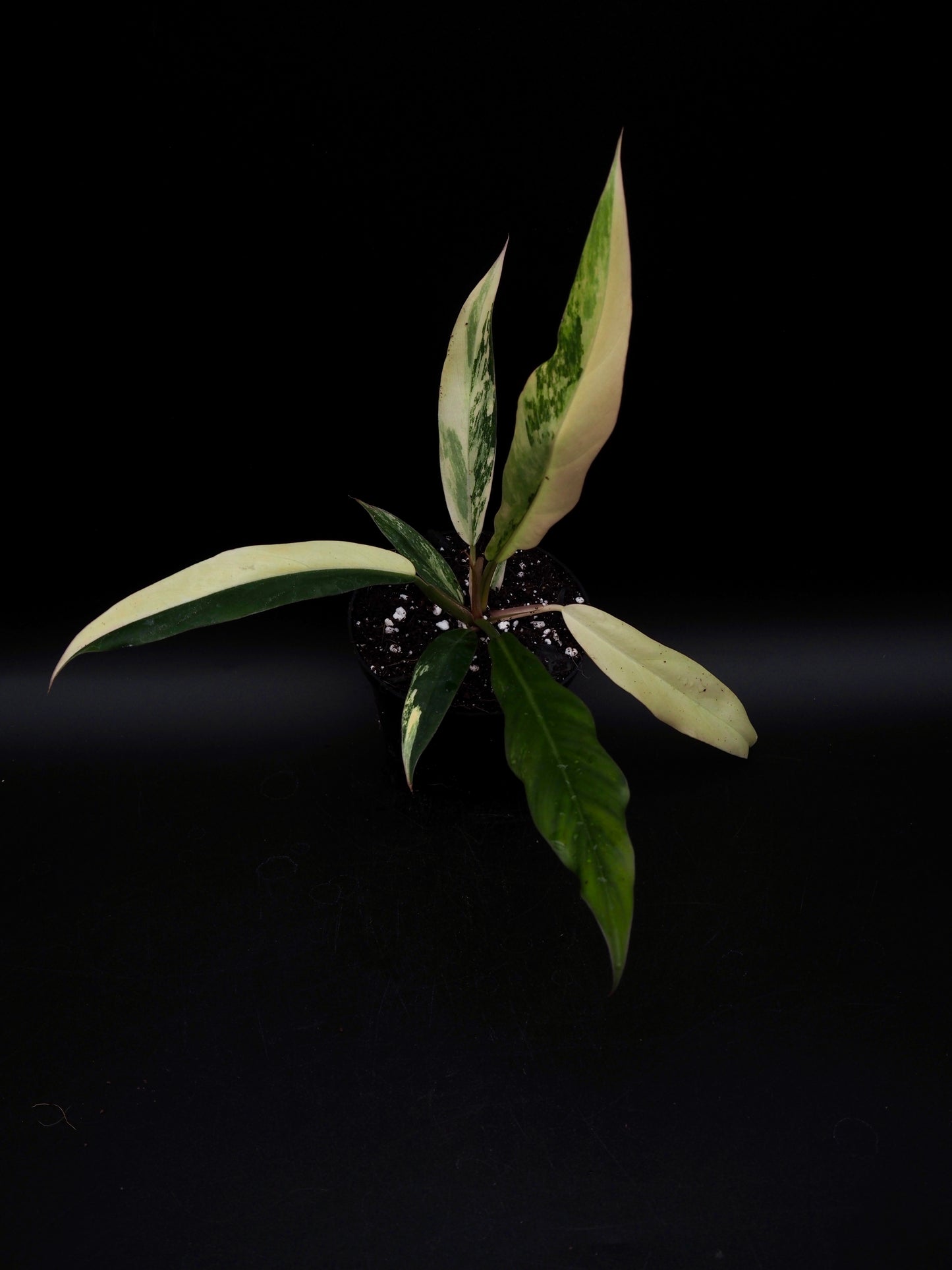 Philodendron Caramel Marble