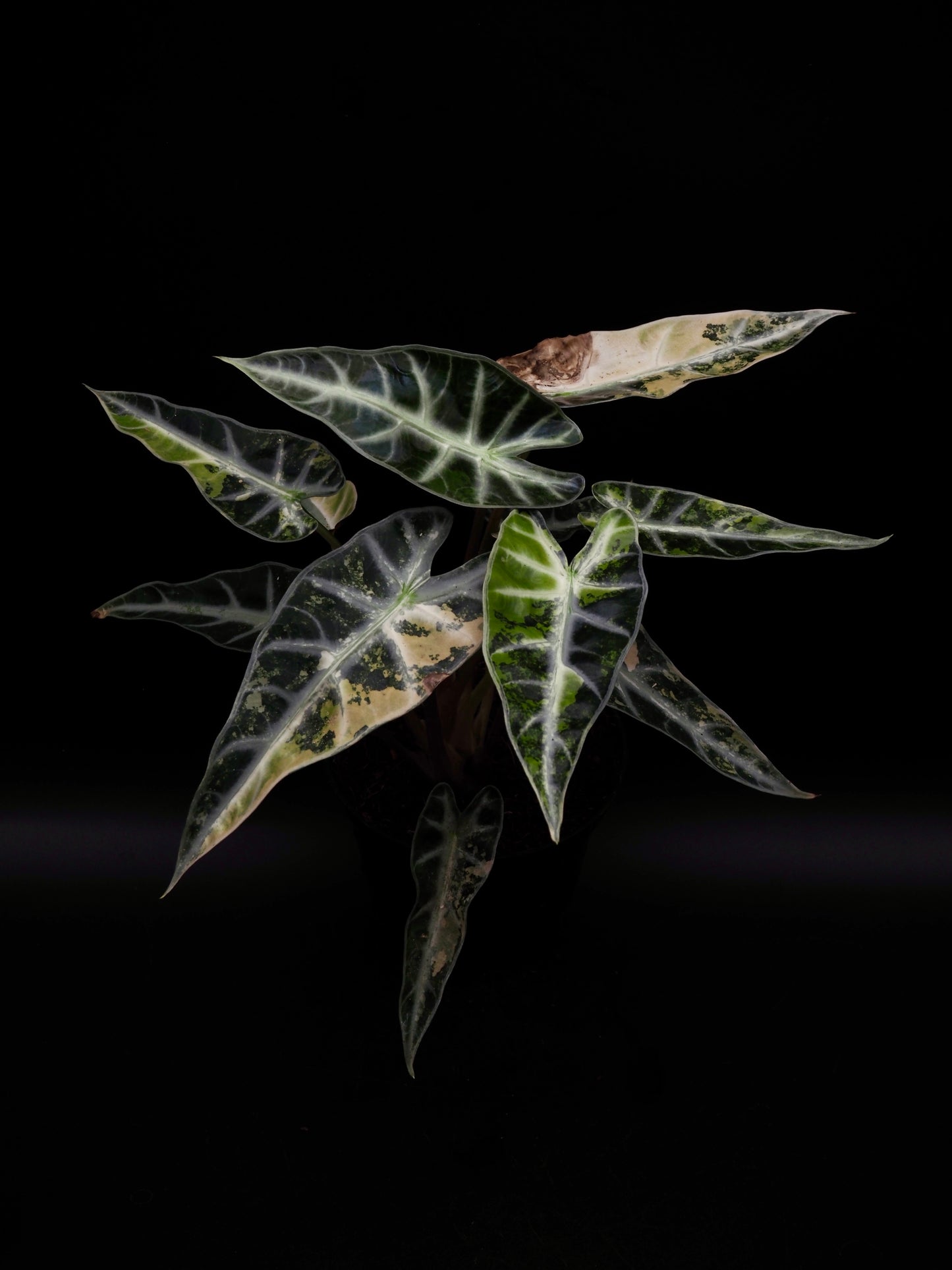 Alocasia Bambino Aurea XXL