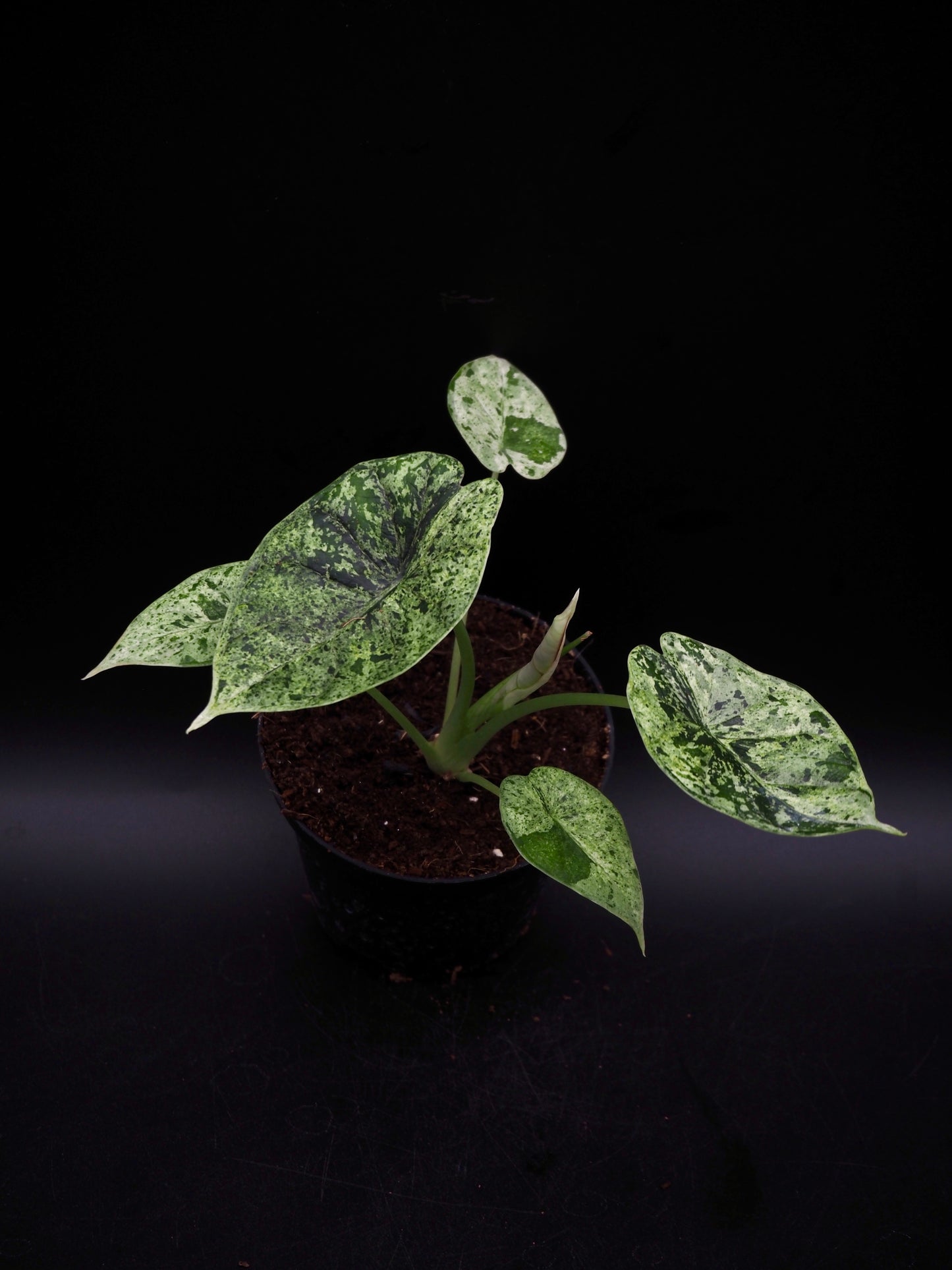 Alocasia Dragon Scale Mint Variegata
